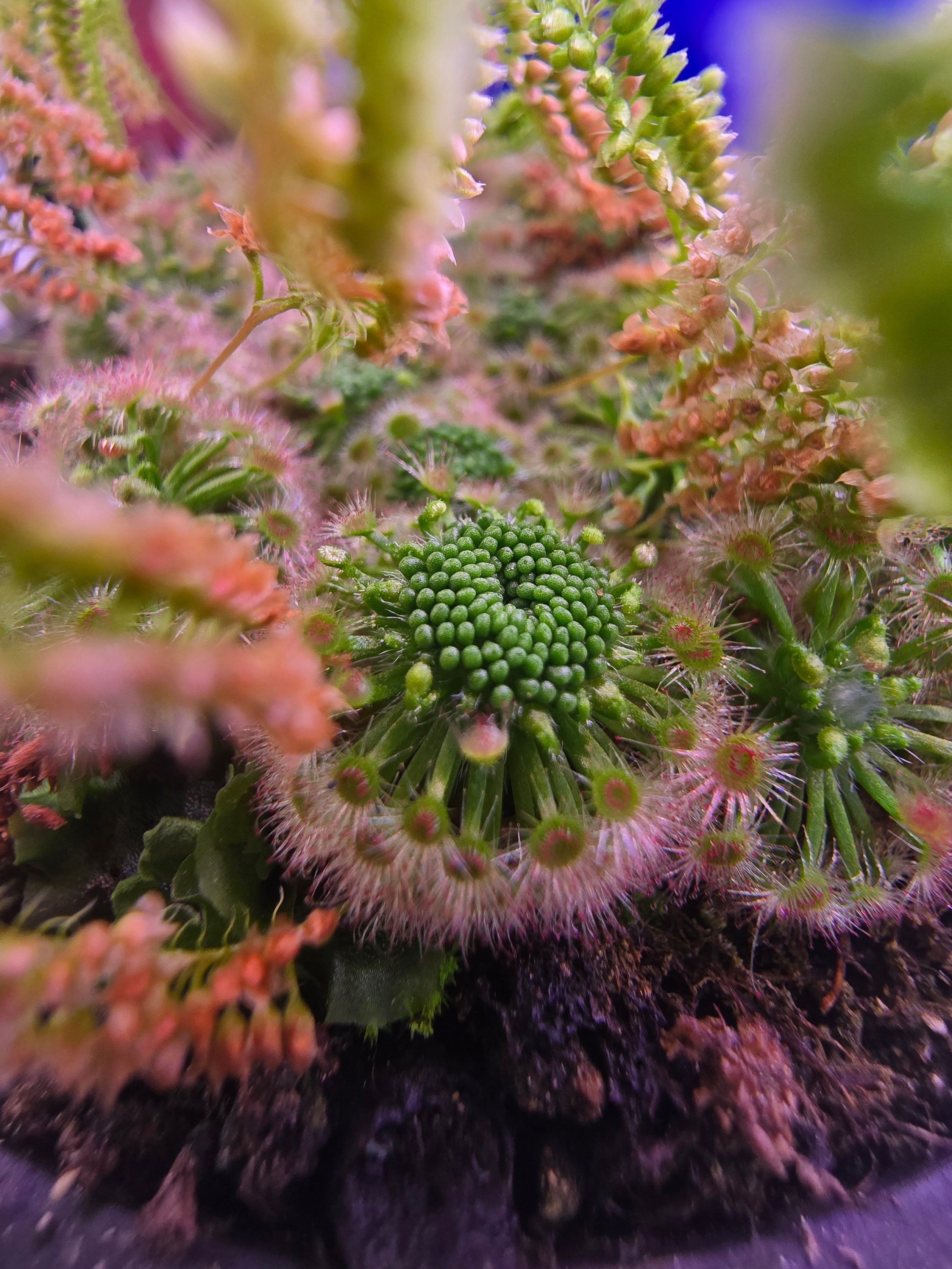Drosera micrantha (gemmae 12x)
