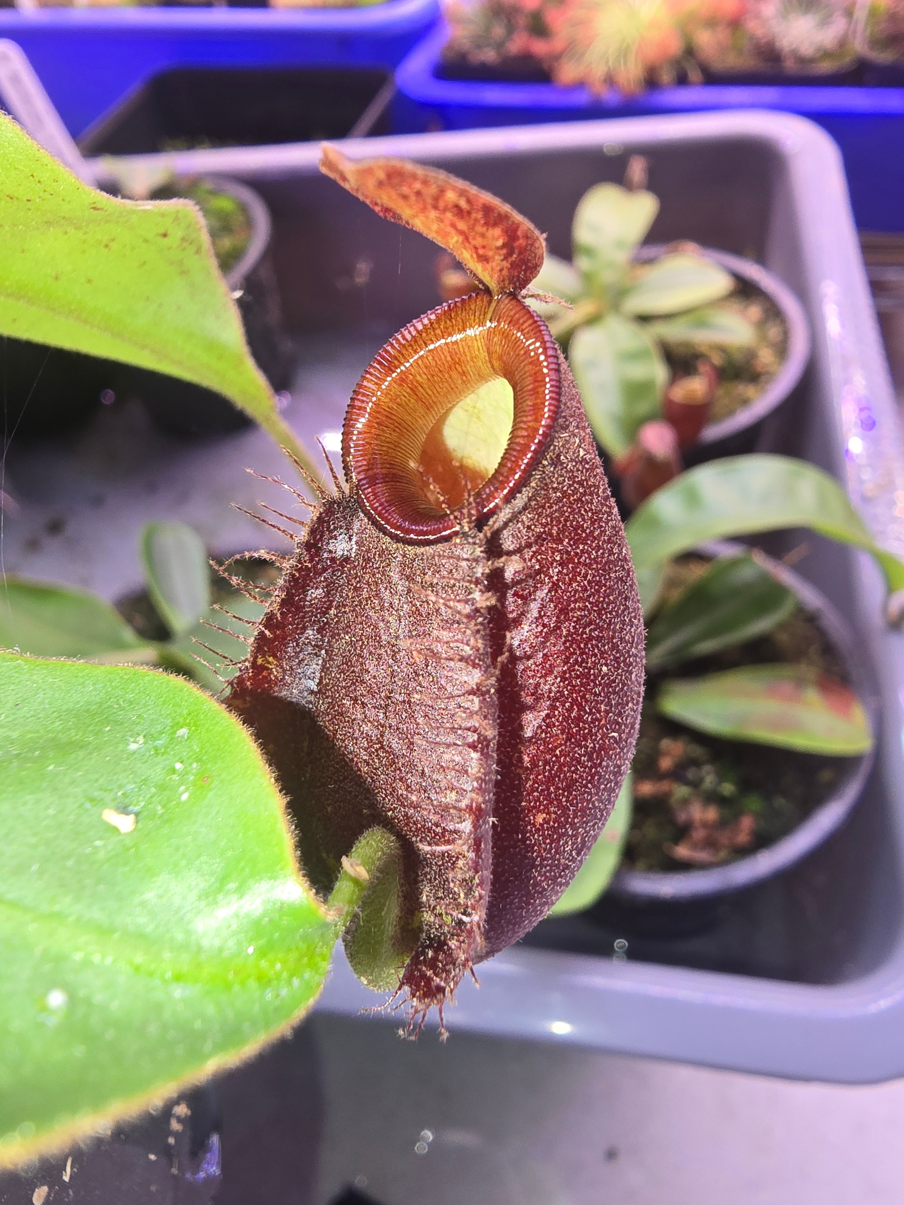 Nepenthes ampullaria red