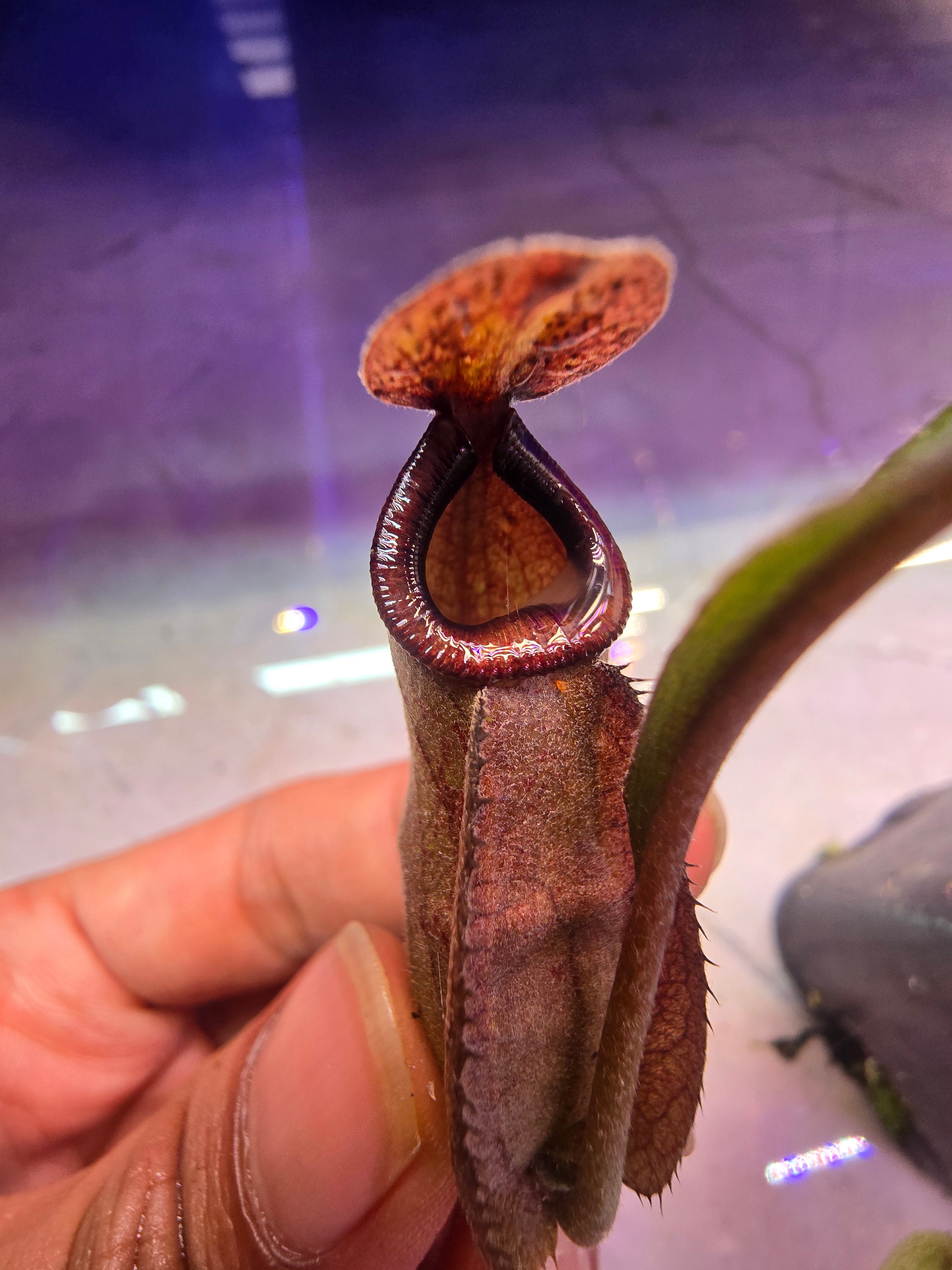 Nepenthes mirabilis x rafflesiana (selected clone)