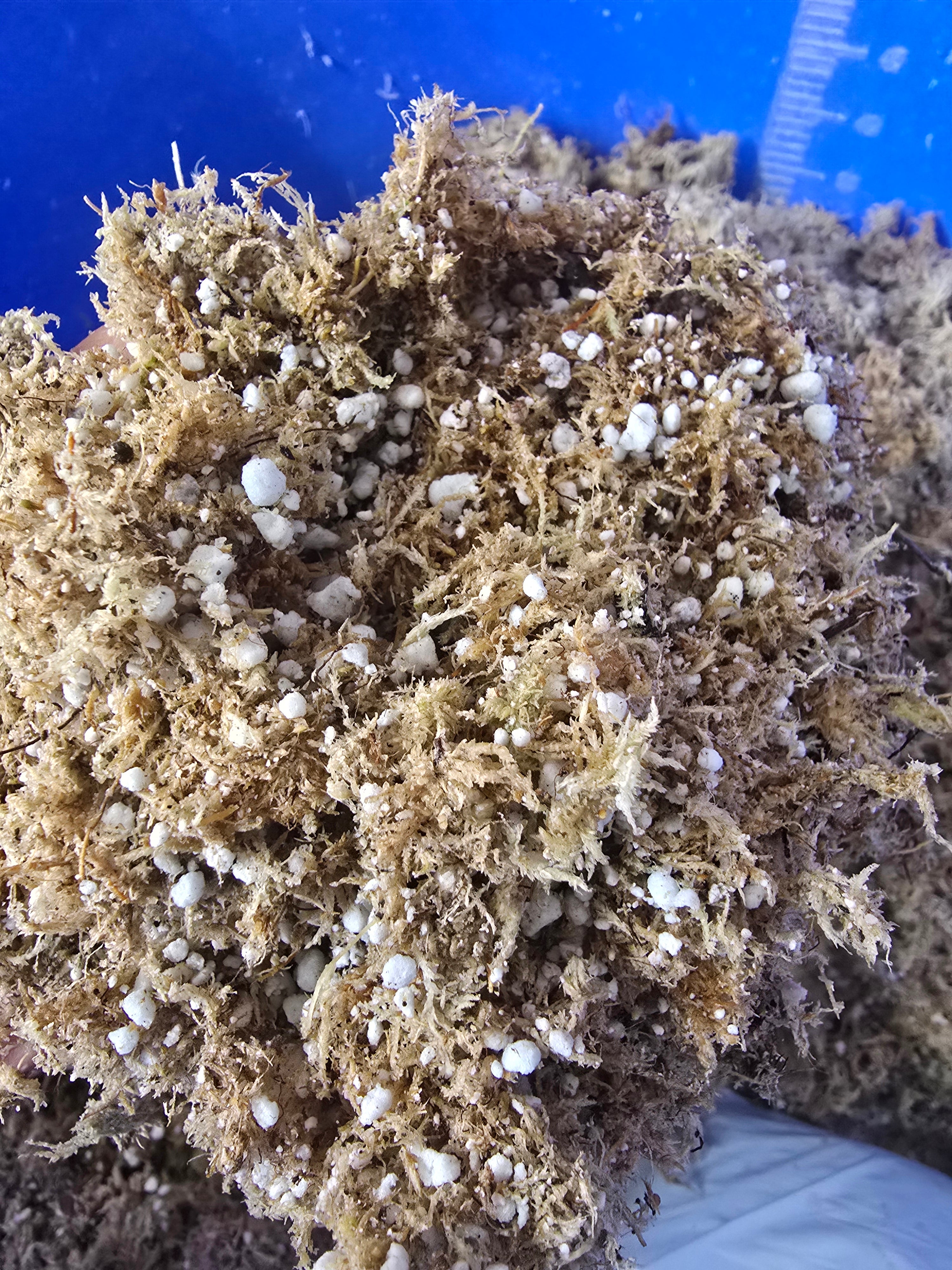 Potting mix for carnivorous plants