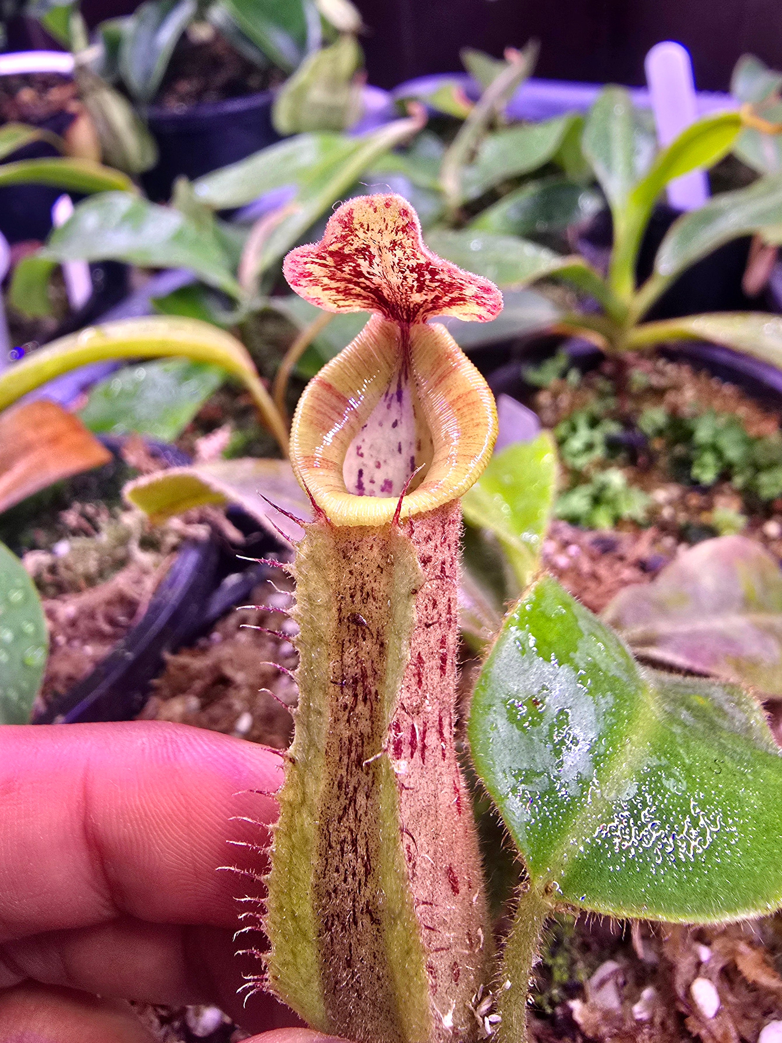N.[(lowii veitchii) boschiana)x (boschiana (truncata campanulata)] xveitchii bario