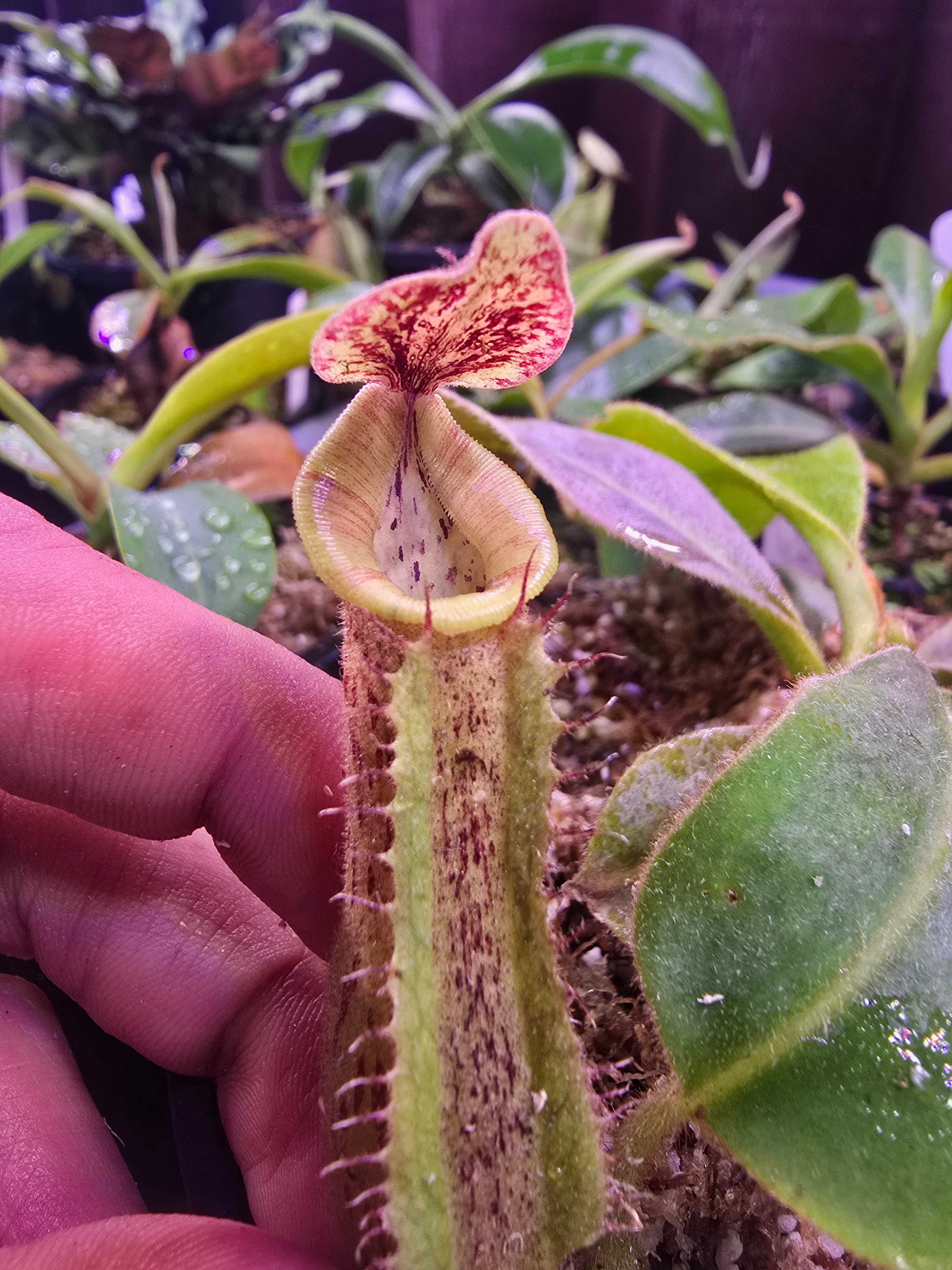 N.[(lowii veitchii) boschiana)x (boschiana (truncata campanulata)] xveitchii bario