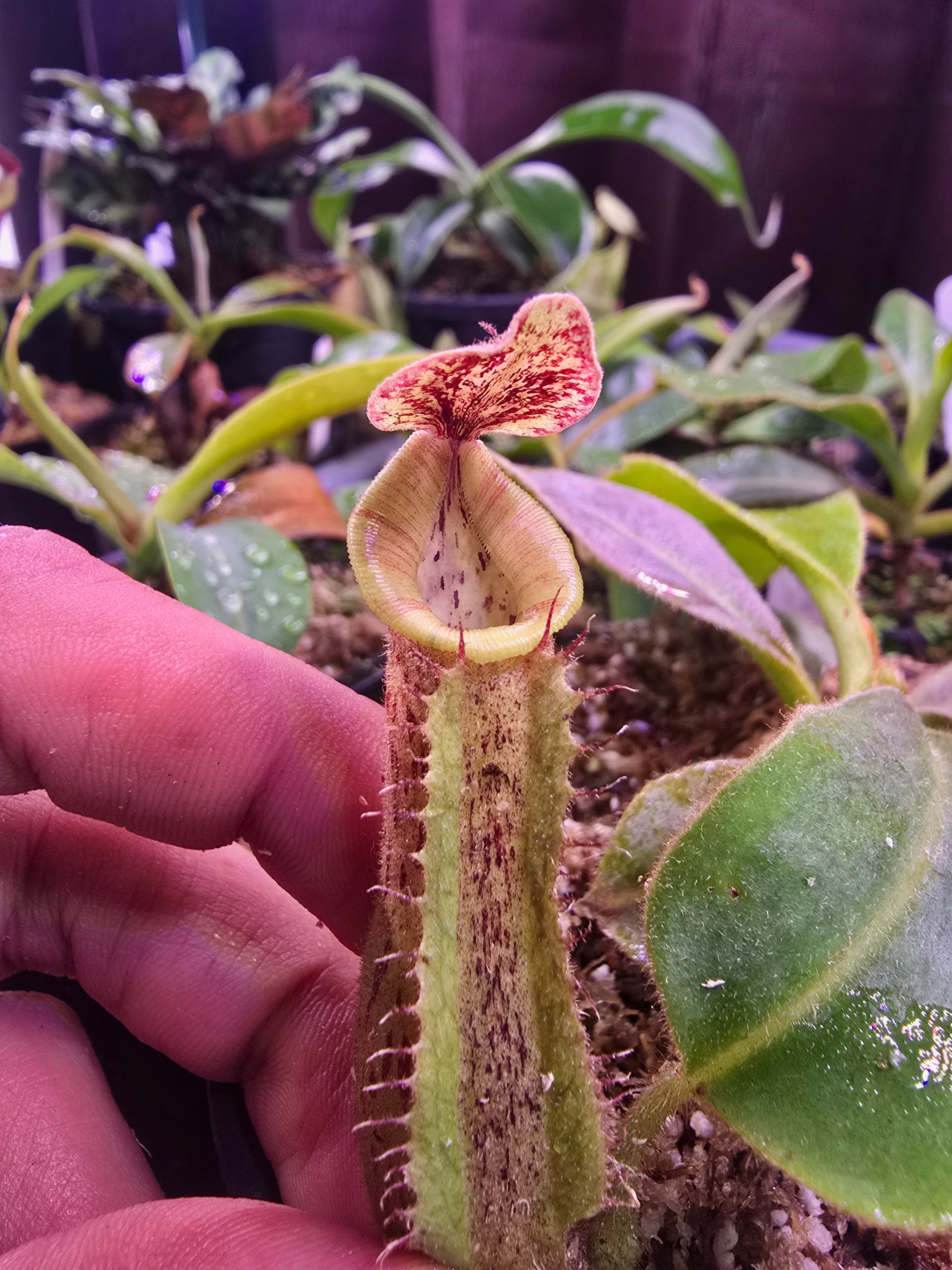 N.[(lowii veitchii) boschiana)x (boschiana (truncata campanulata)] xveitchii bario