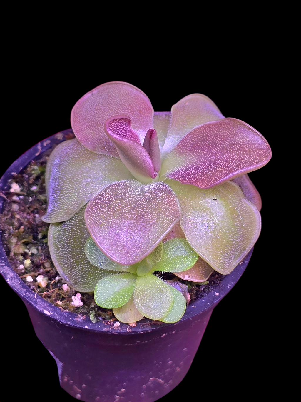 Pinguicula formosa