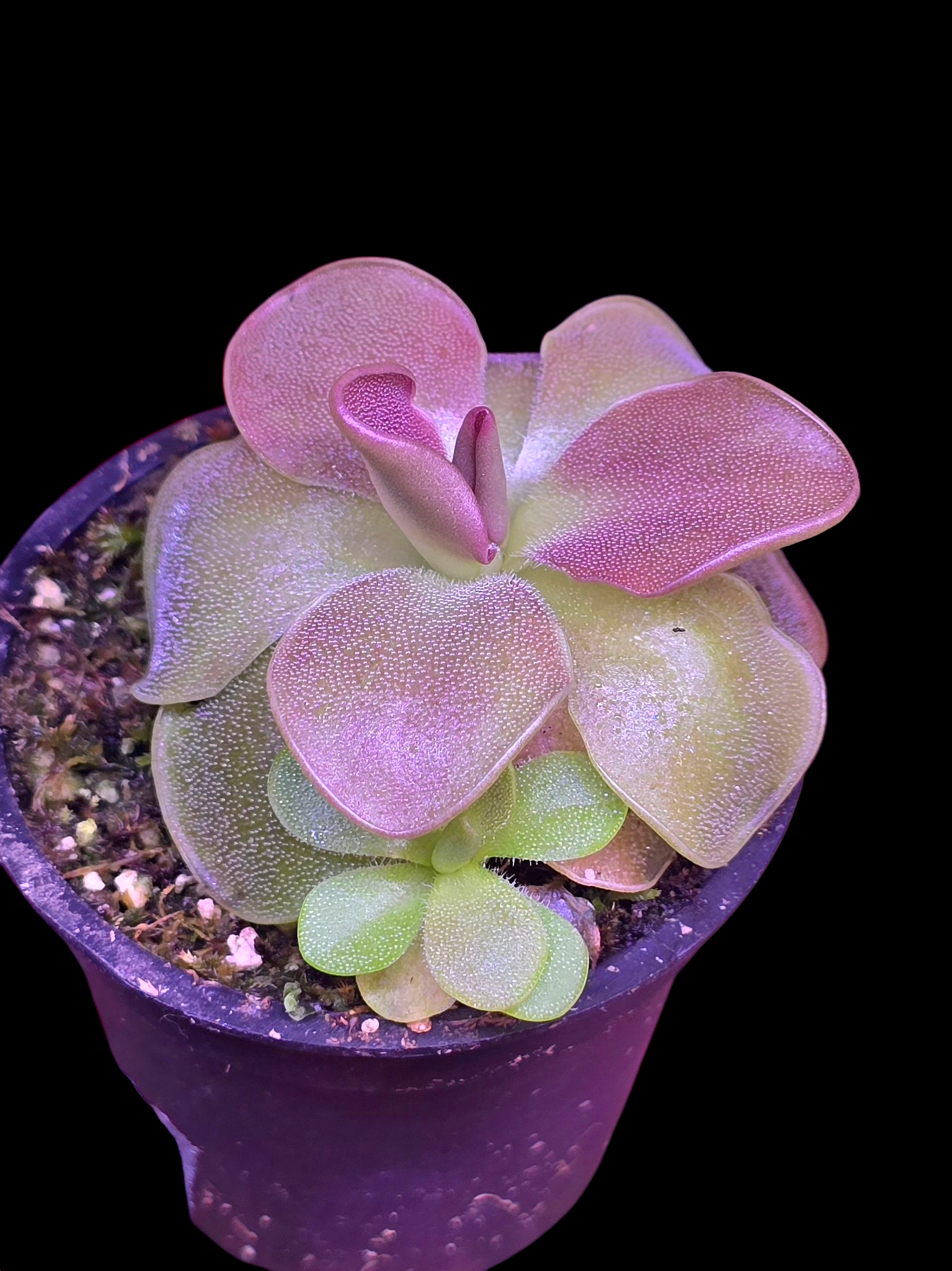 Pinguicula formosa