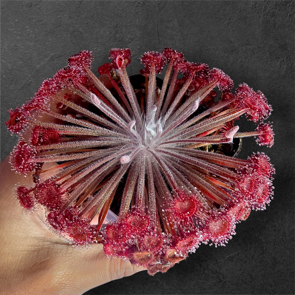Drosera falconeri x lanata x paradoxa (tsv clone)