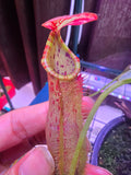 N. northiana x lvbvmv