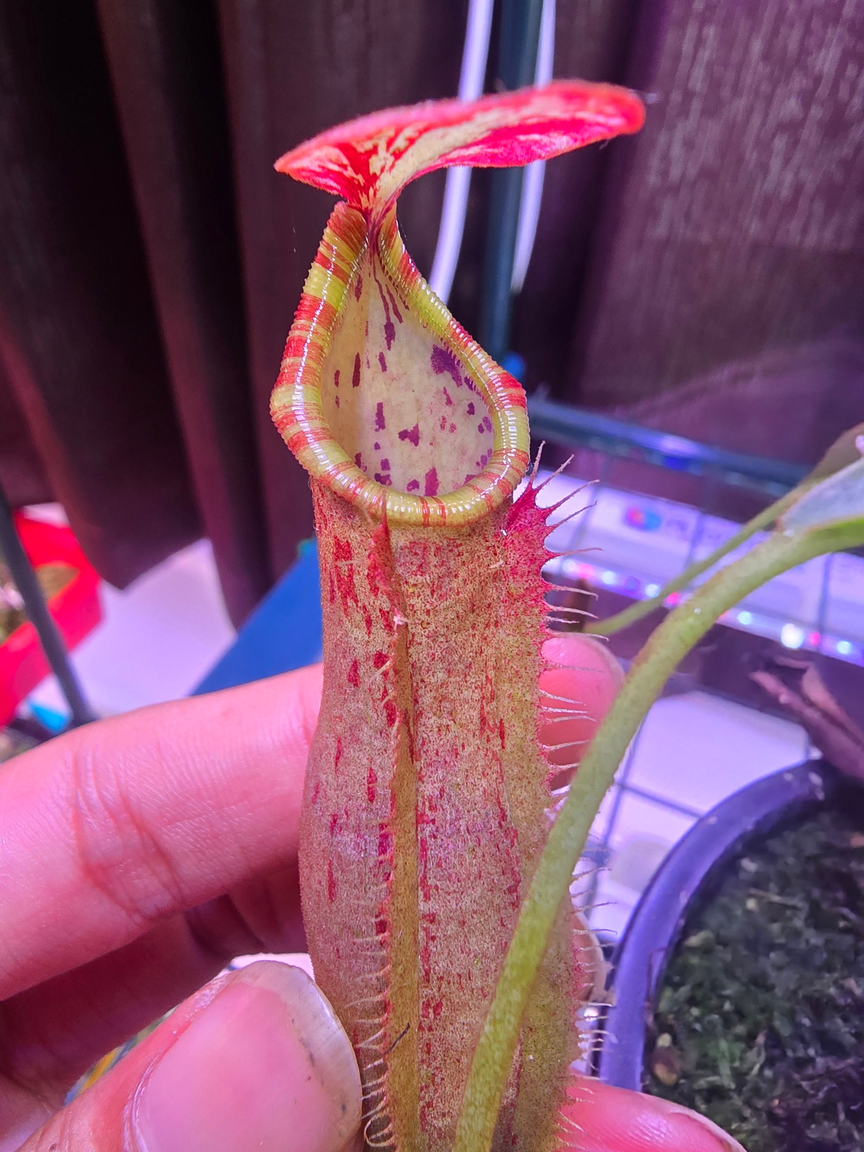 Northiana x lvbvmv