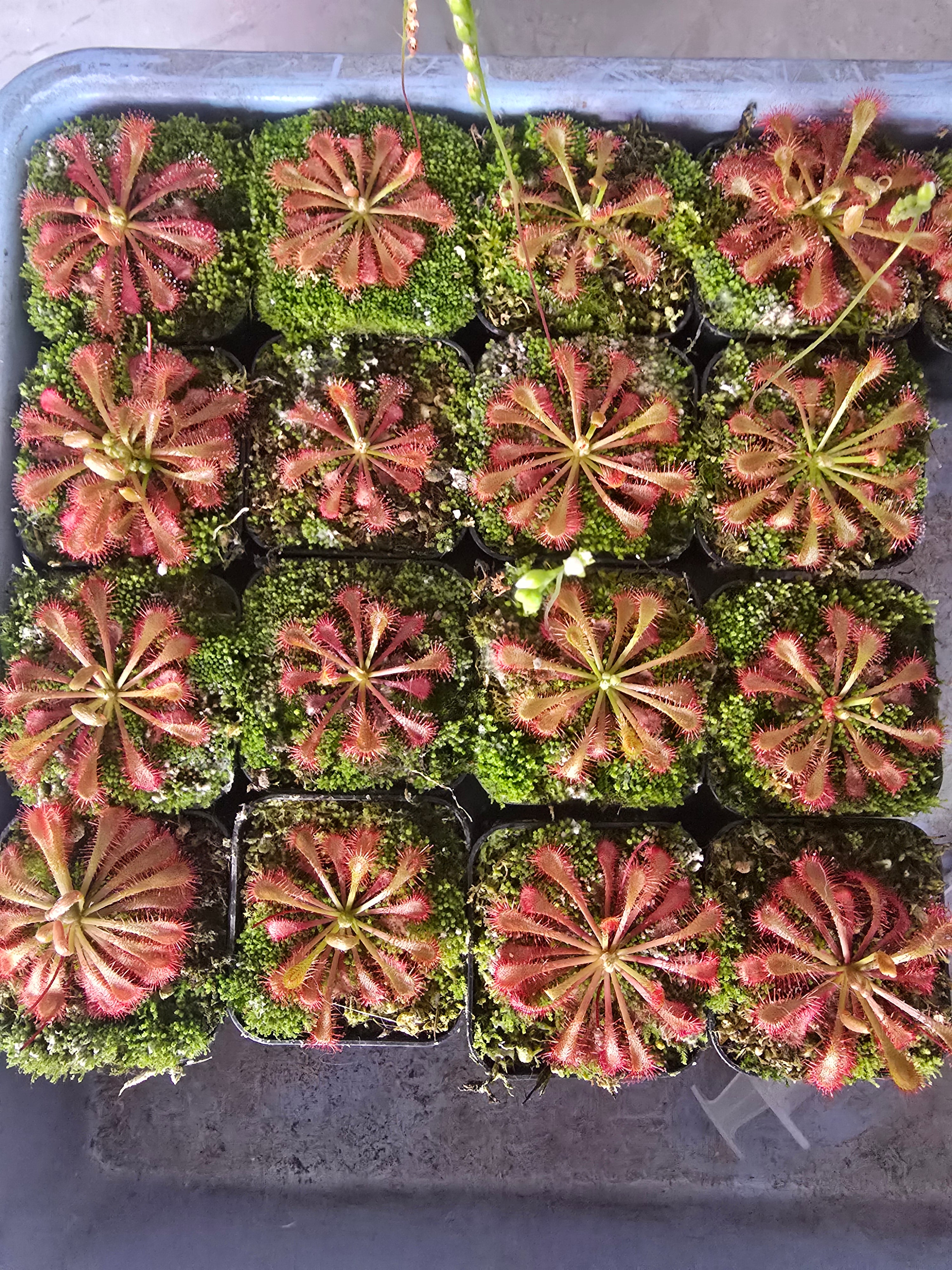 Drosera spatulata var. lovellae