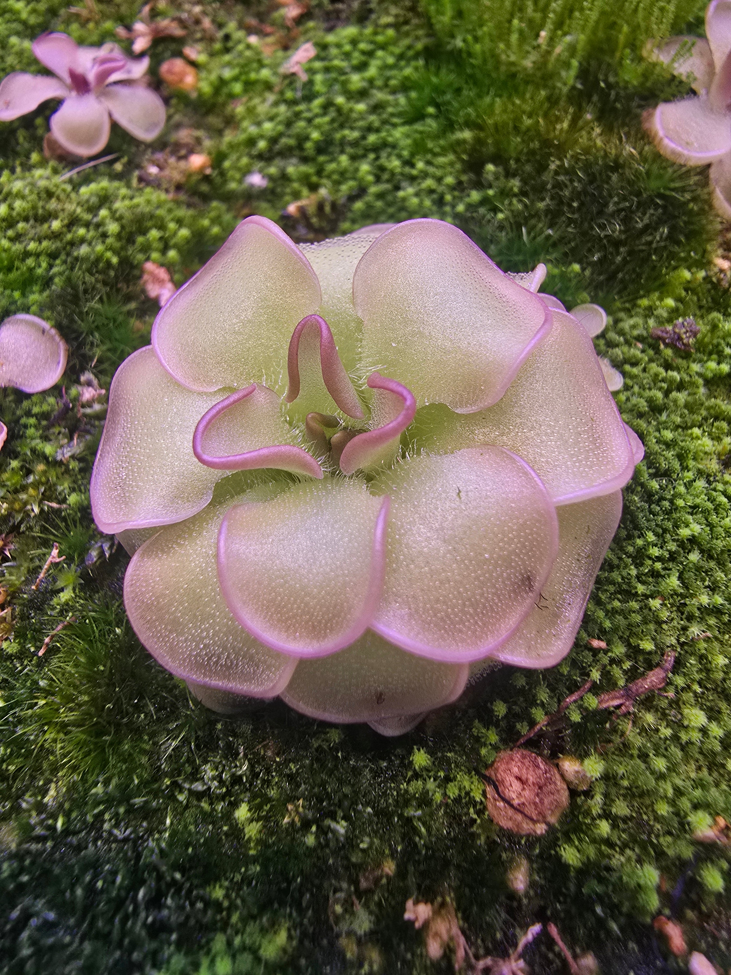 Pinguicula rotundiflora