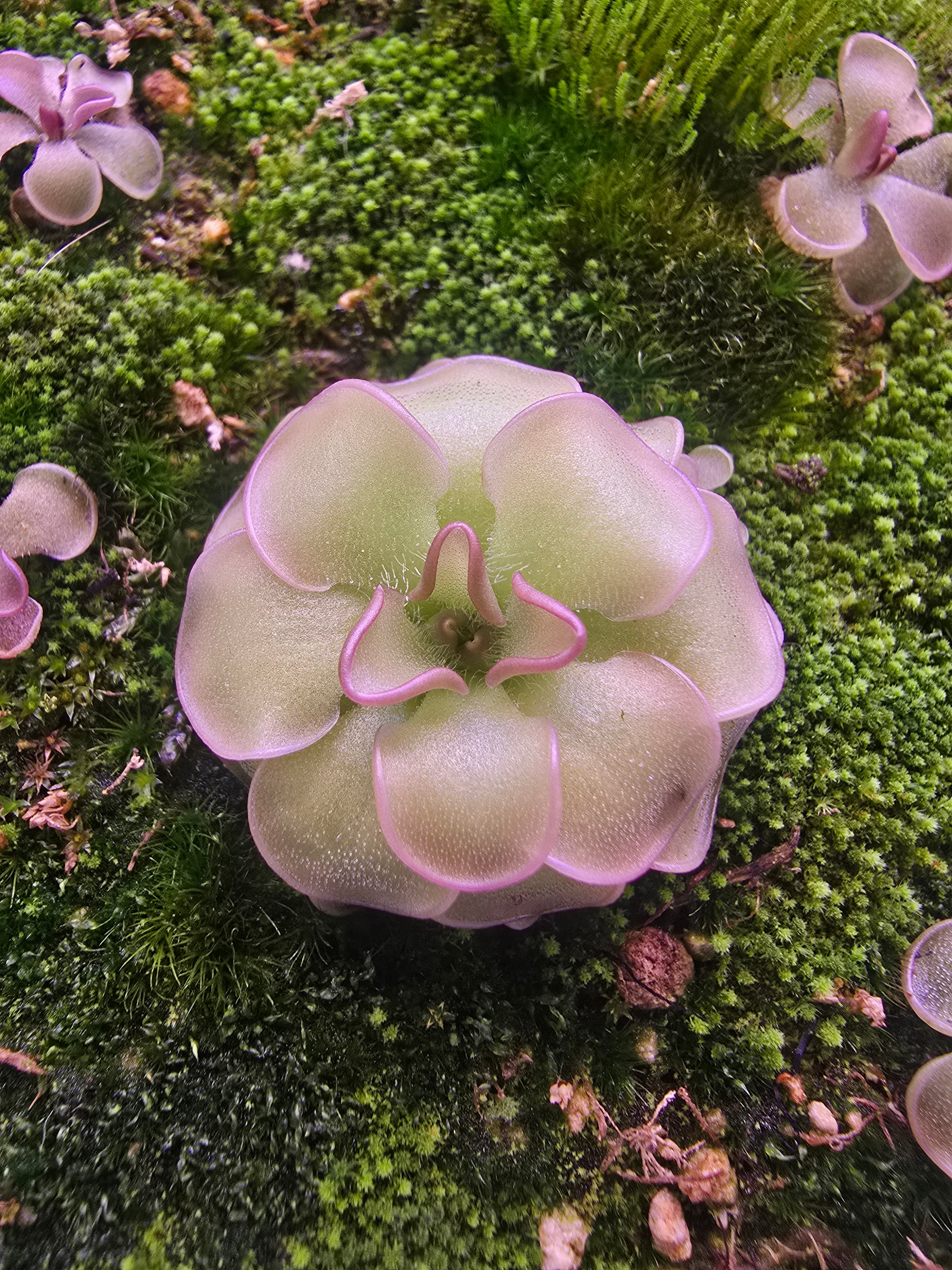 Pinguicula rotundiflora