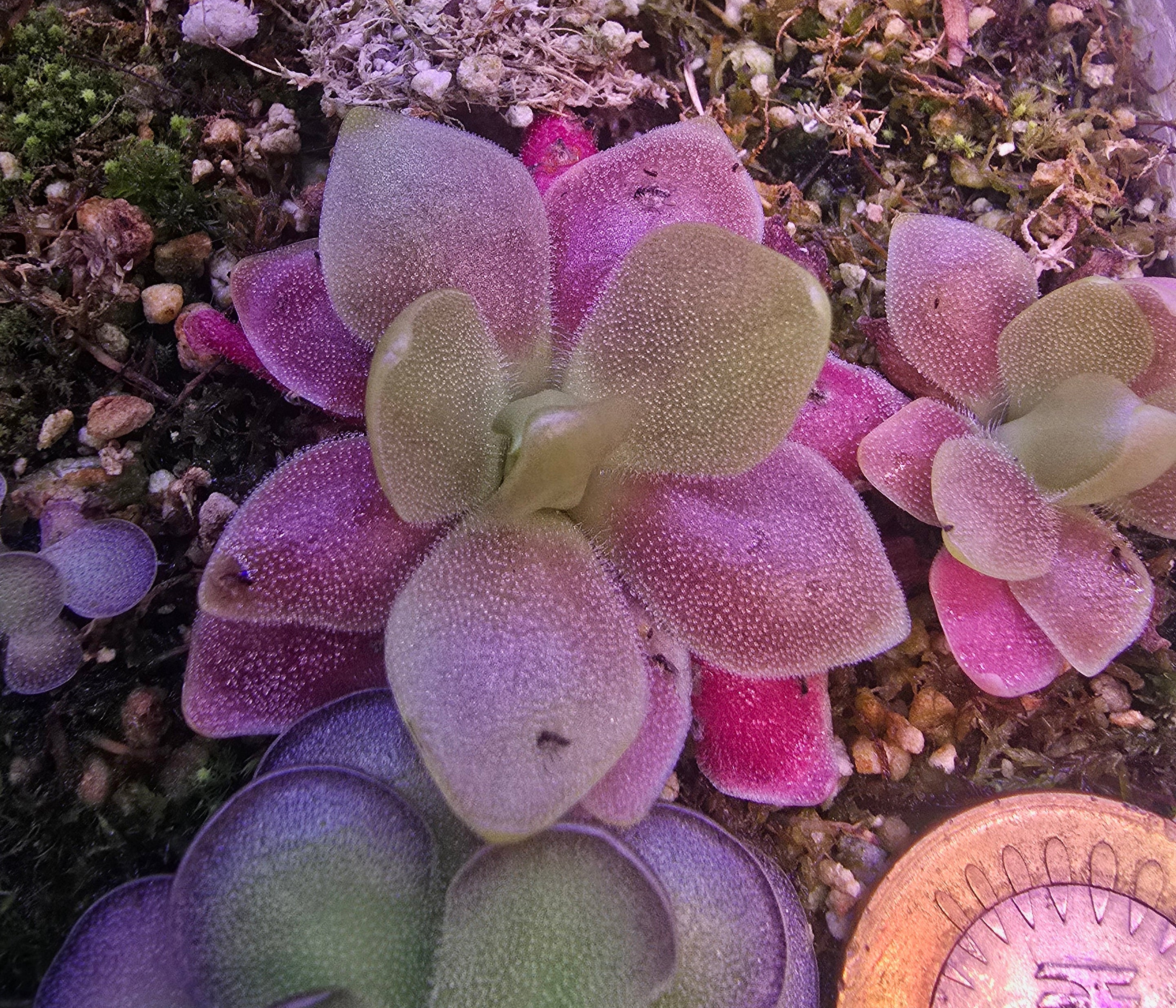 Pinguicula marciano
