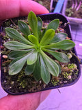 Stylidium debbie
