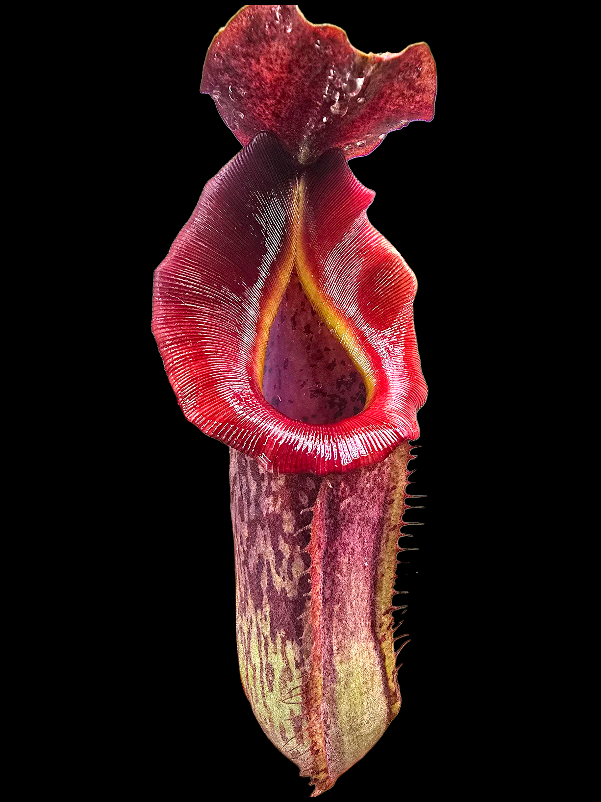Nepenthes (rokko x boschiana) x vetichii   (male clone)