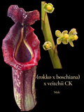 Nepenthes (rokko x boschiana) x vetichii   (male clone)