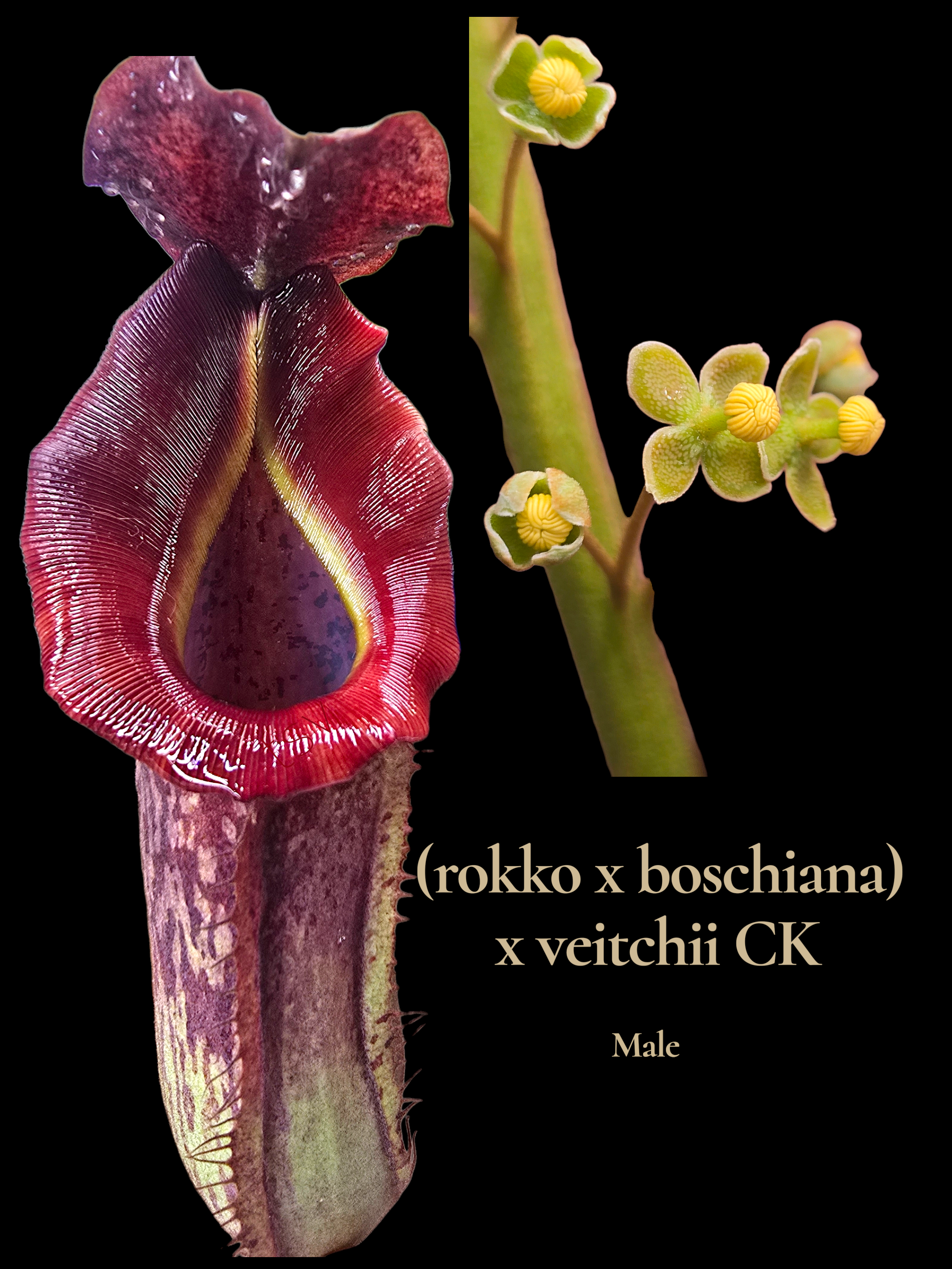 Nepenthes (rokko x boschiana) x vetichii   (male clone)