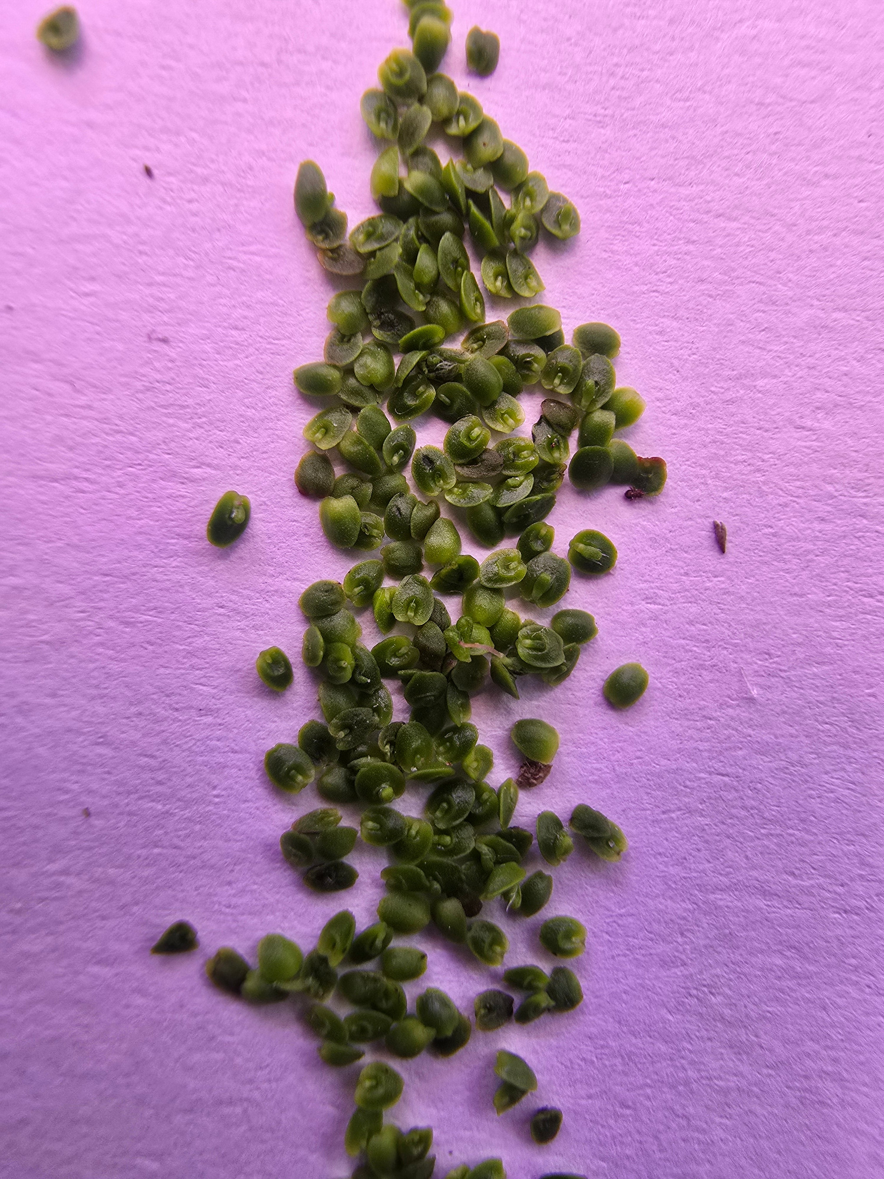 Drosera omissa x pulchella (10 x gemmae)