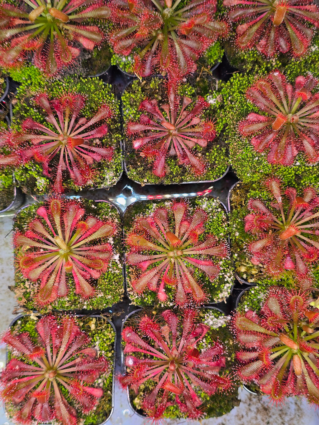 Drosera spatulata var. lovellae