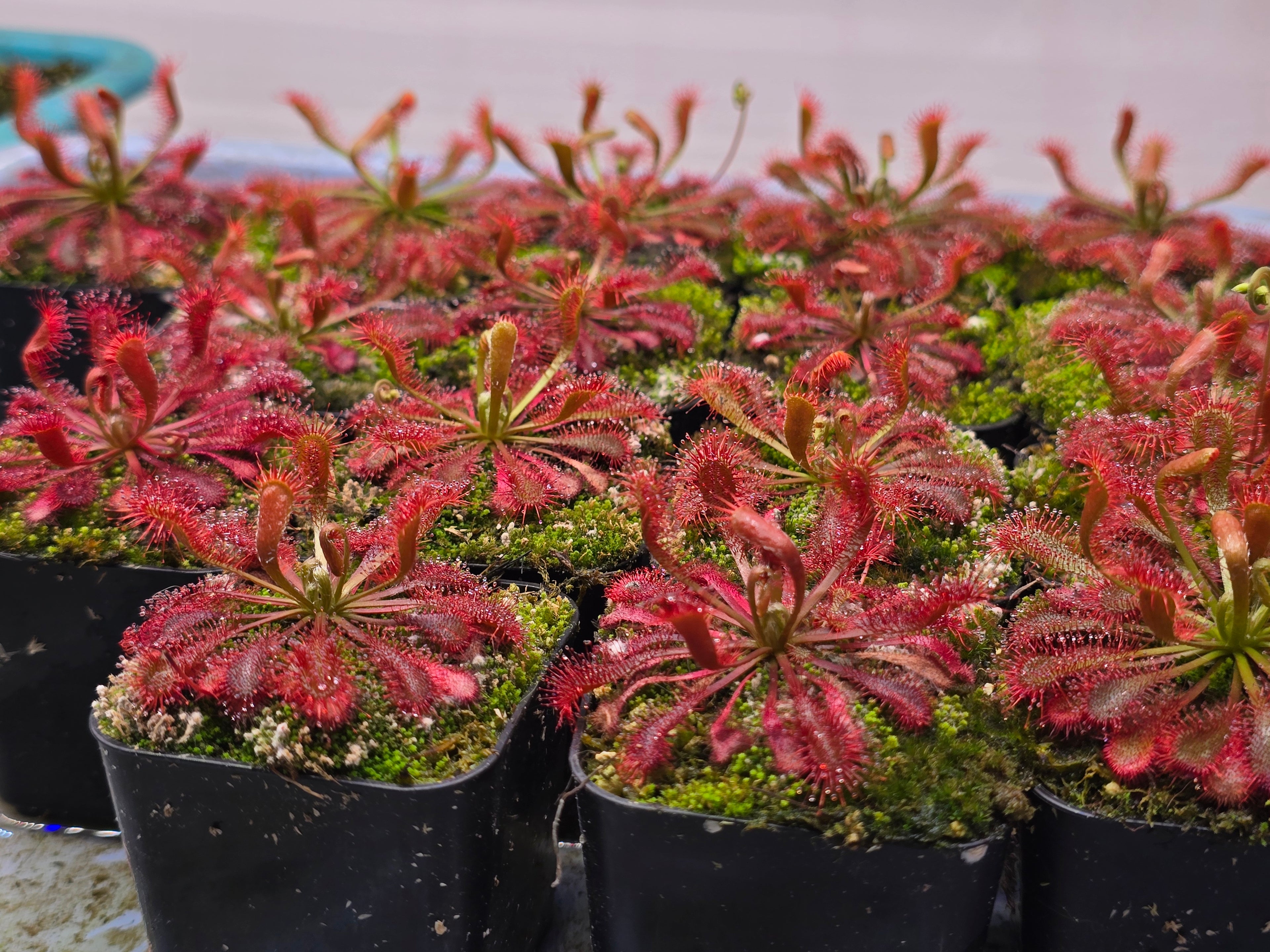 Drosera spatulata var. lovellae