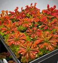 Drosera spatulata var. lovellae