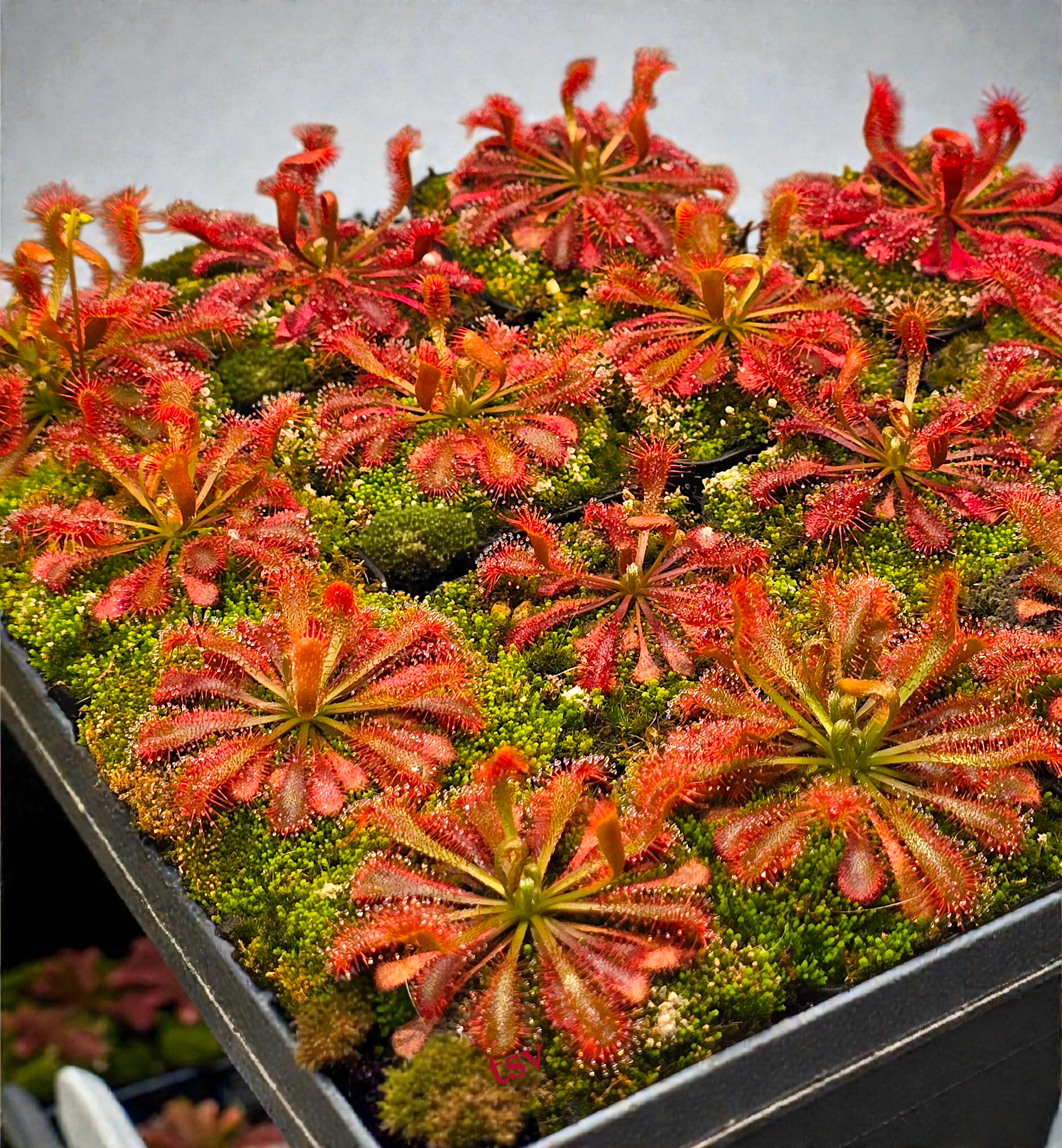 Drosera spatulata var. lovellae