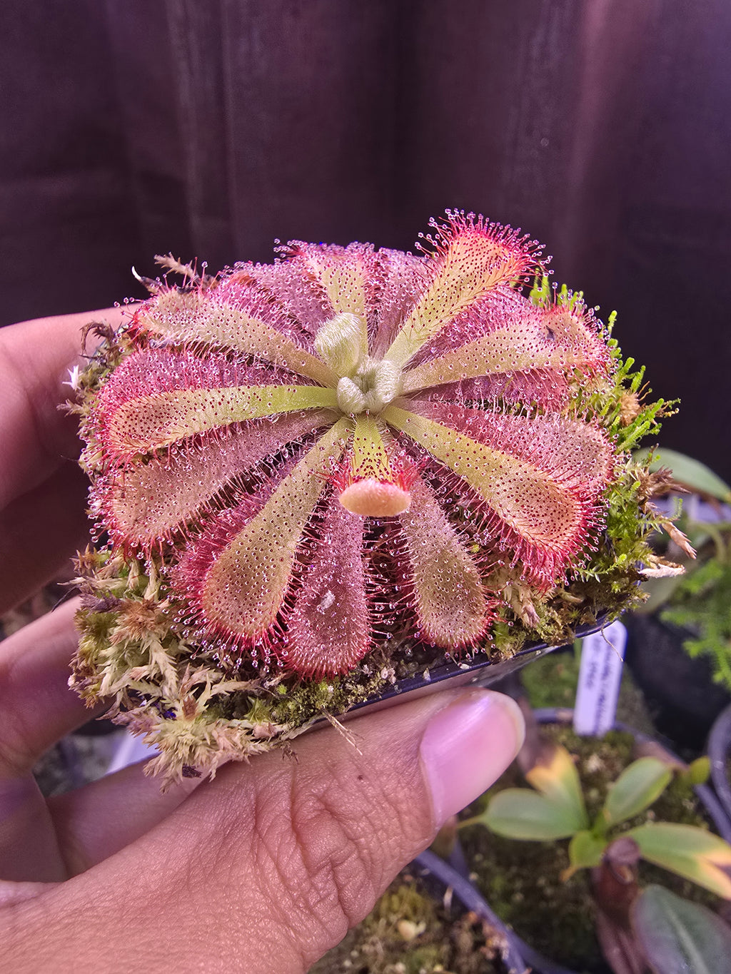 Drosera aliciae
