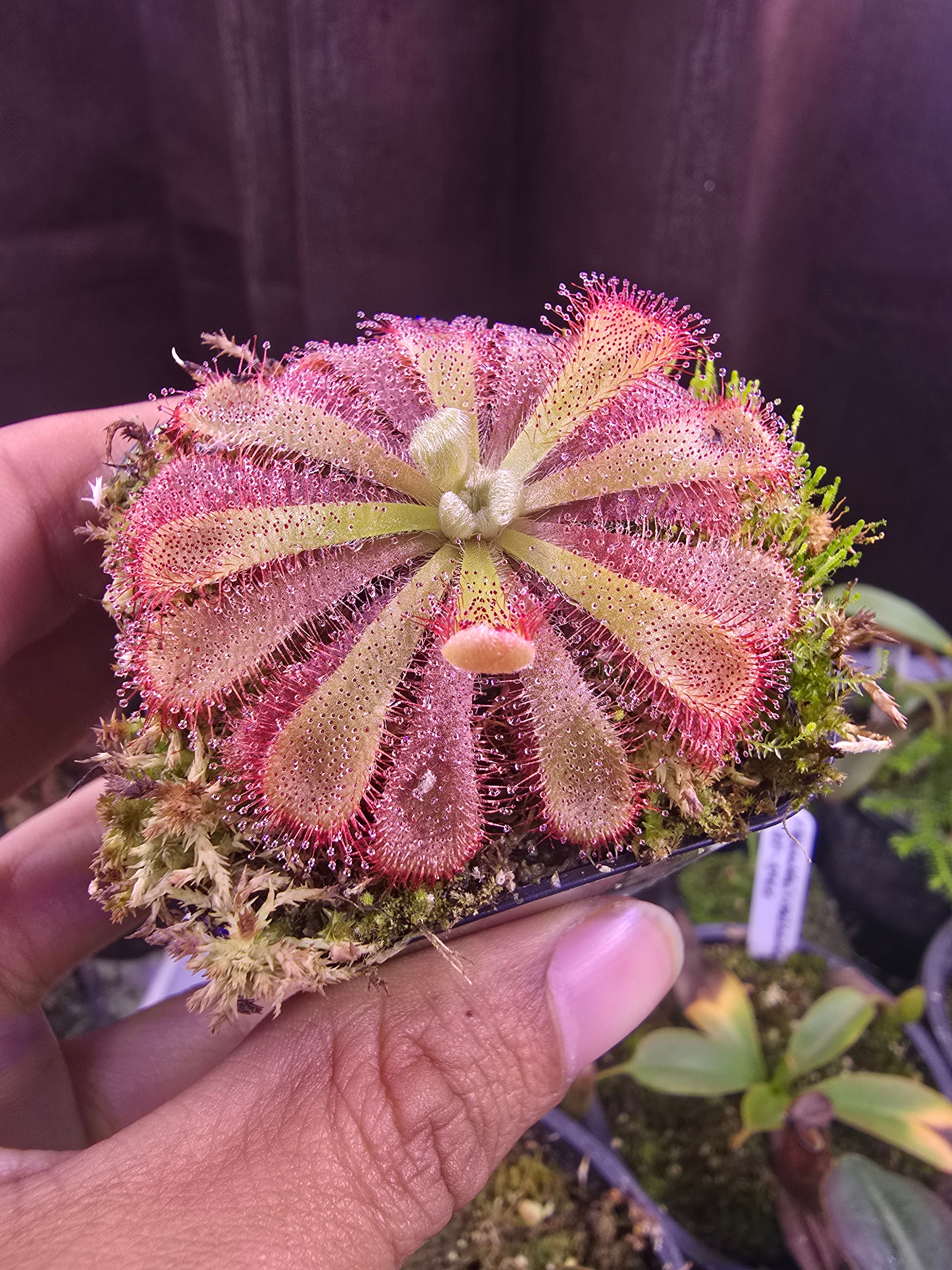 Drosera aliciae