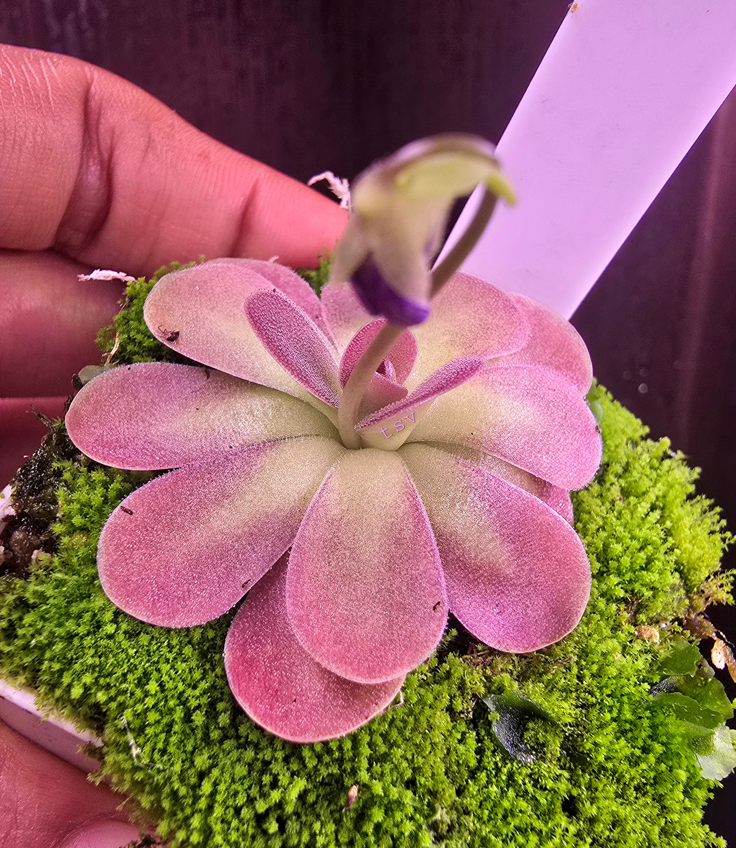 Pinguicula johanna