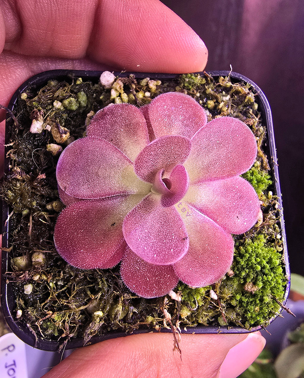 Pinguicula johanna