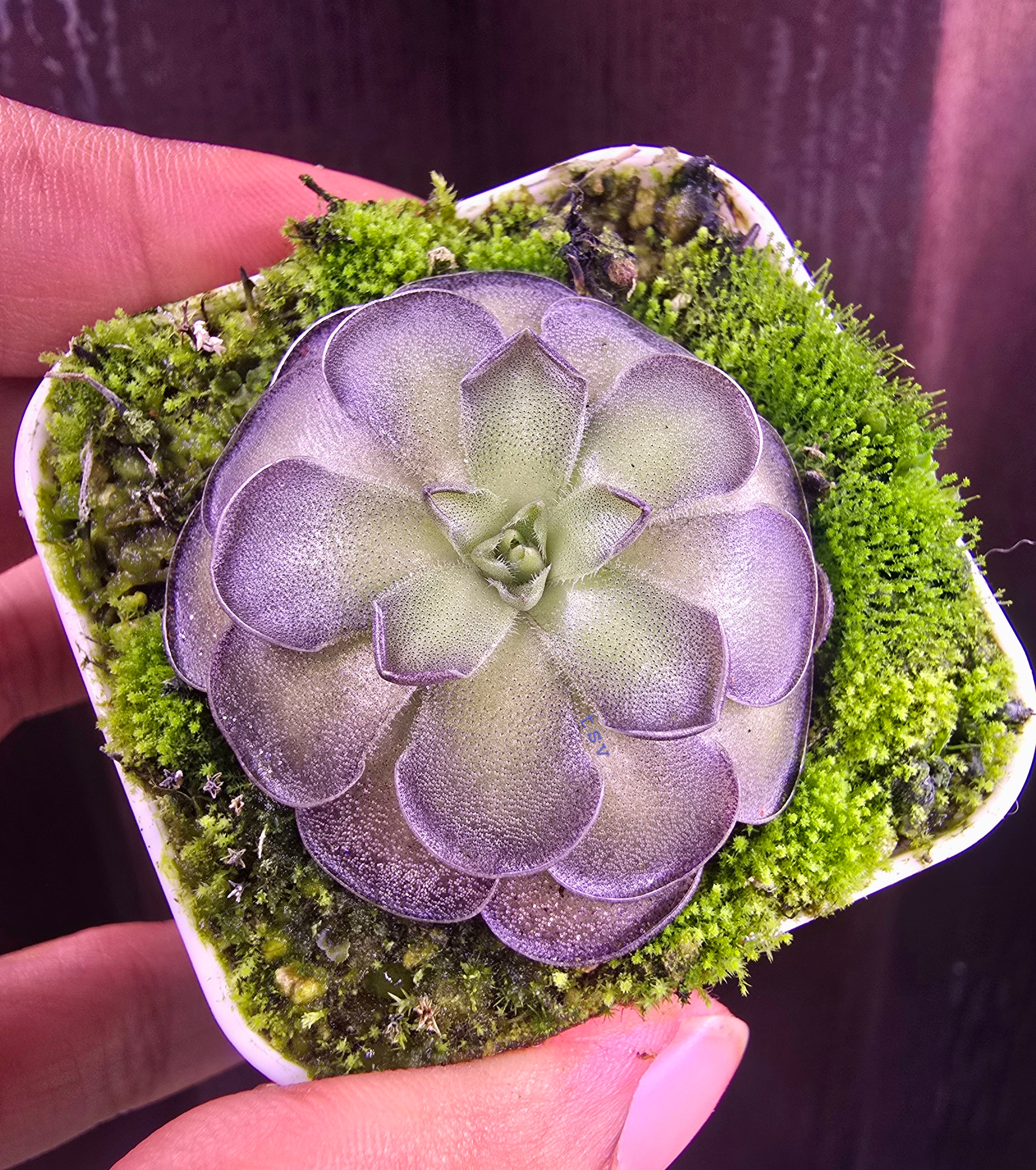 Pinguicula cyclosecta
