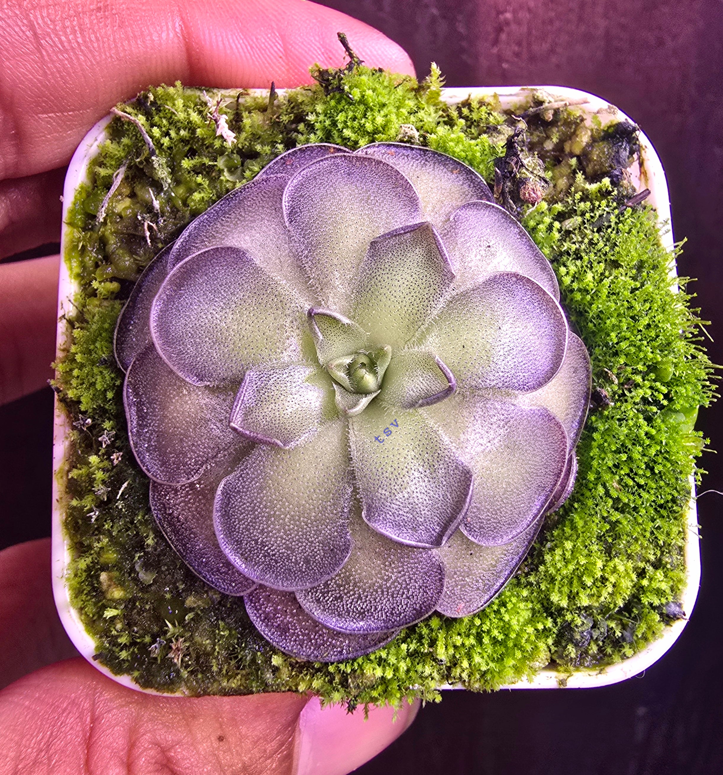 Pinguicula cyclosecta