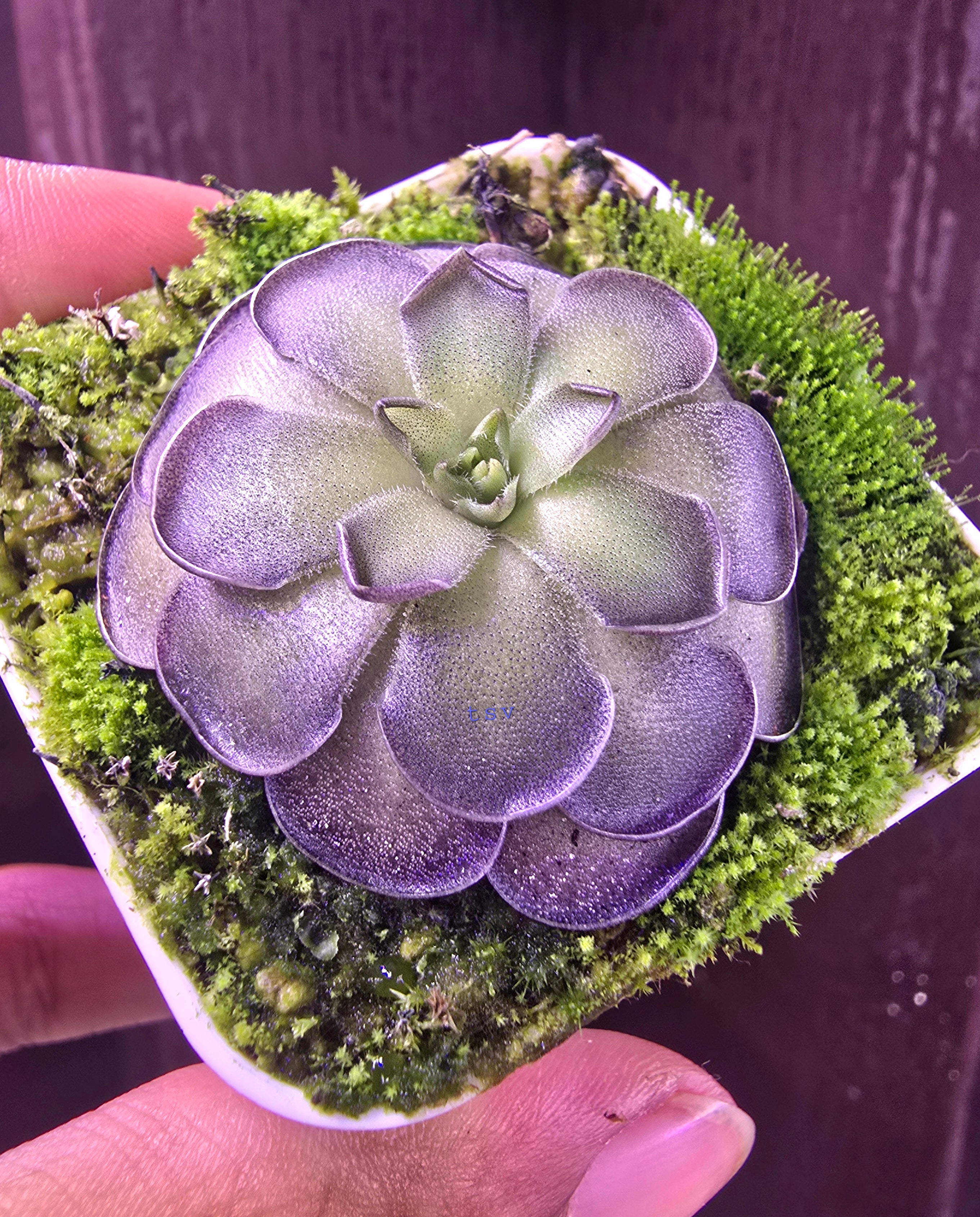 Pinguicula cyclosecta