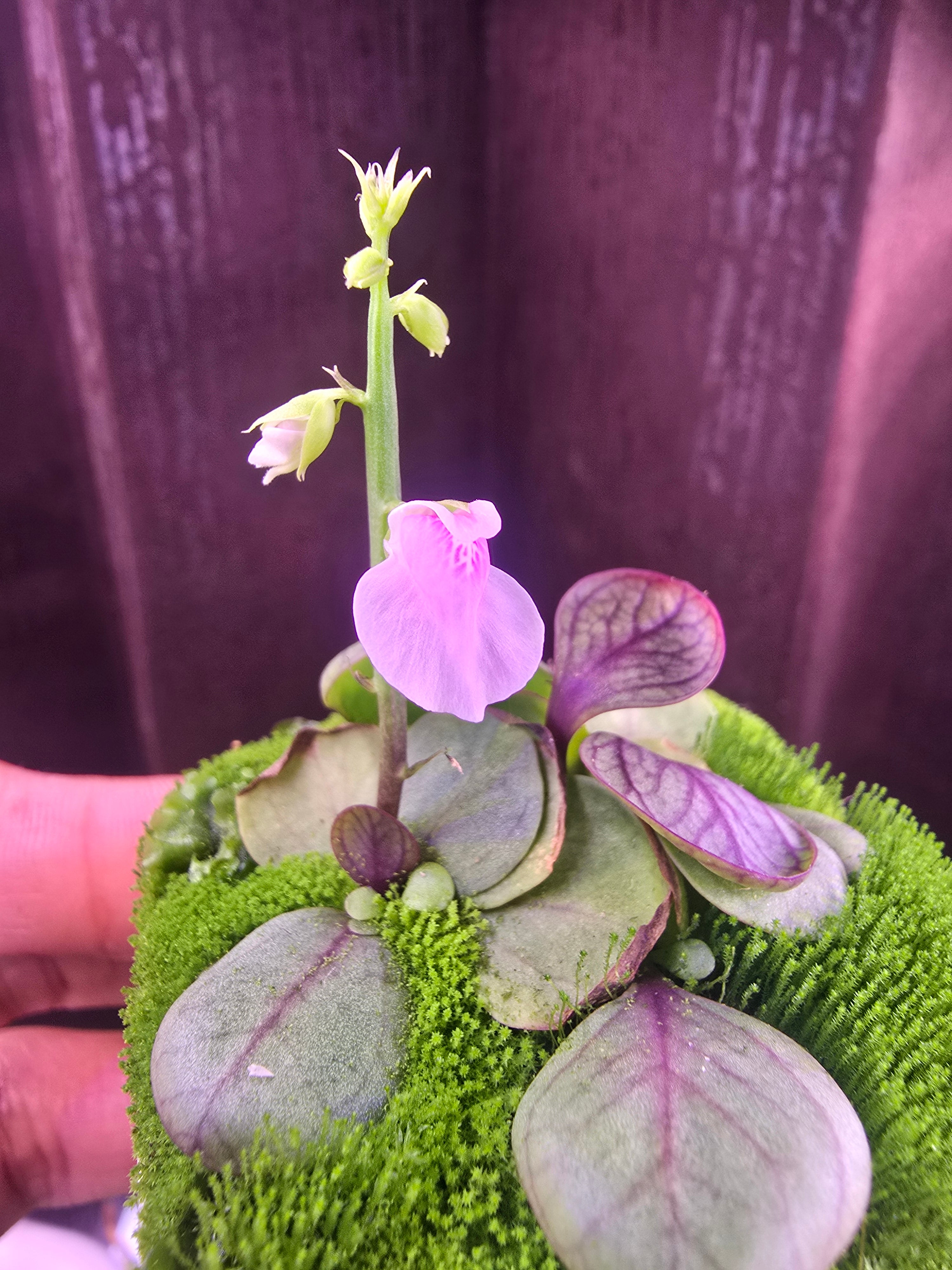 Utricularia calycifida 'Gran Sabana'