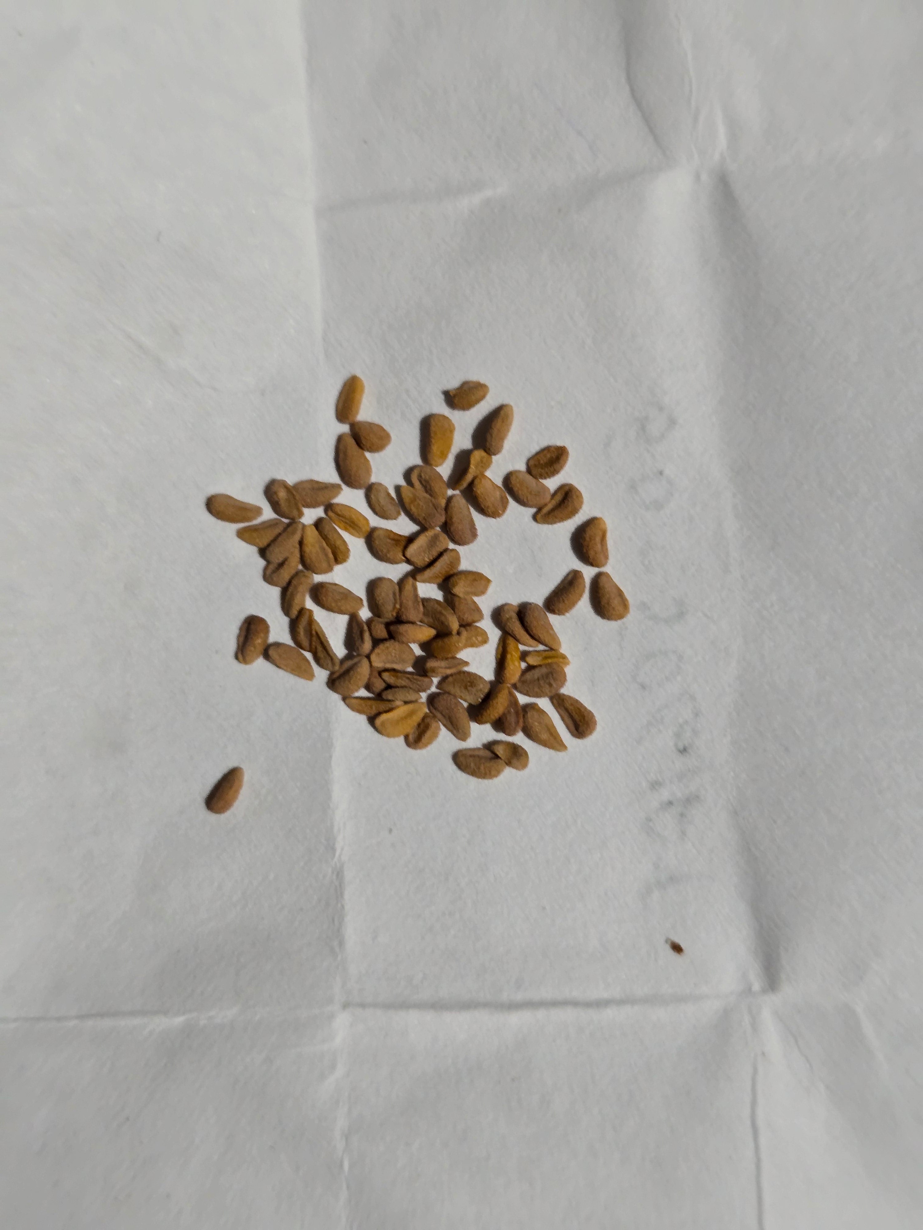 Sarracenia  (pack of 15 seeds)