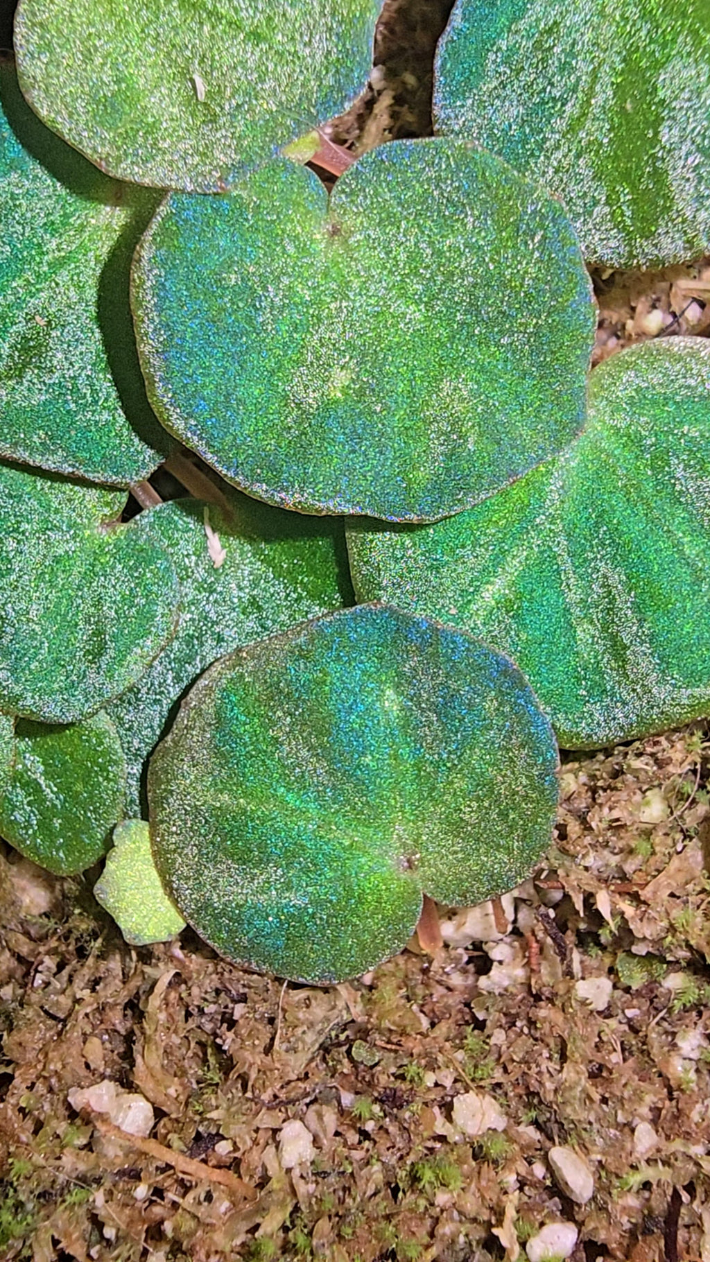 Begonia licheneora