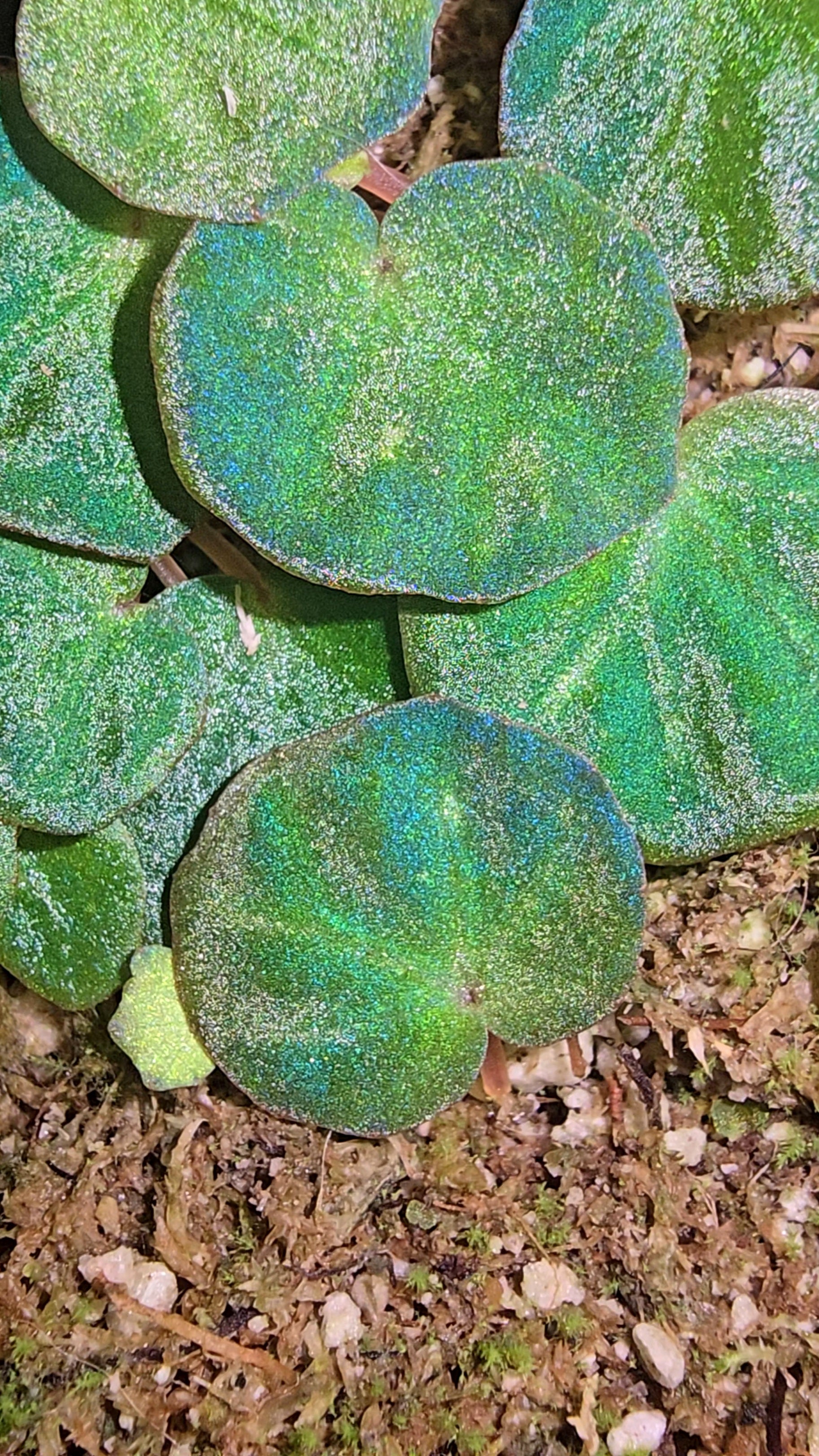 Begonia licheneora