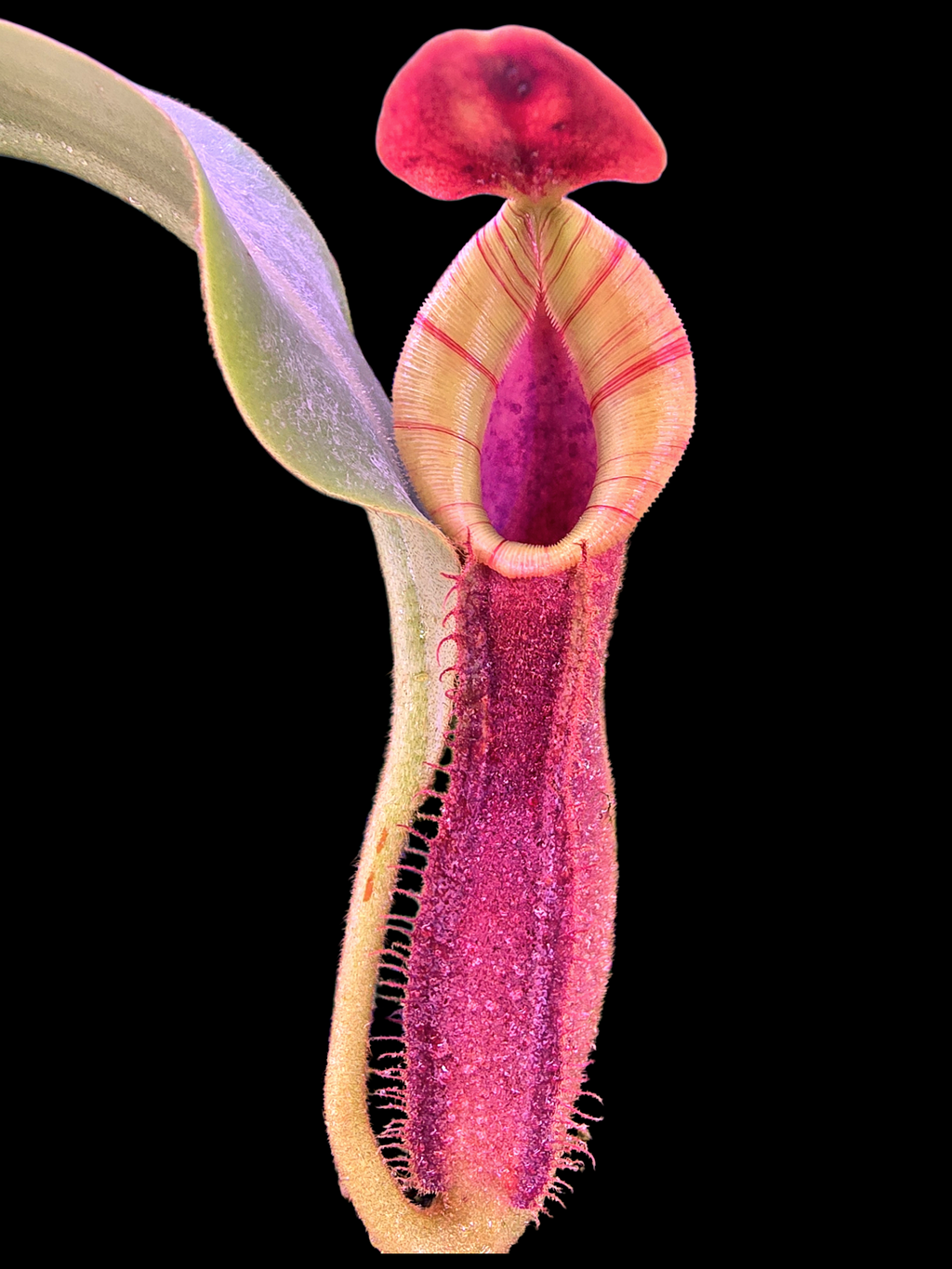 N.[(lowii veitchii) boschiana)x (boschiana (truncata campanulata)] xveitchii bario