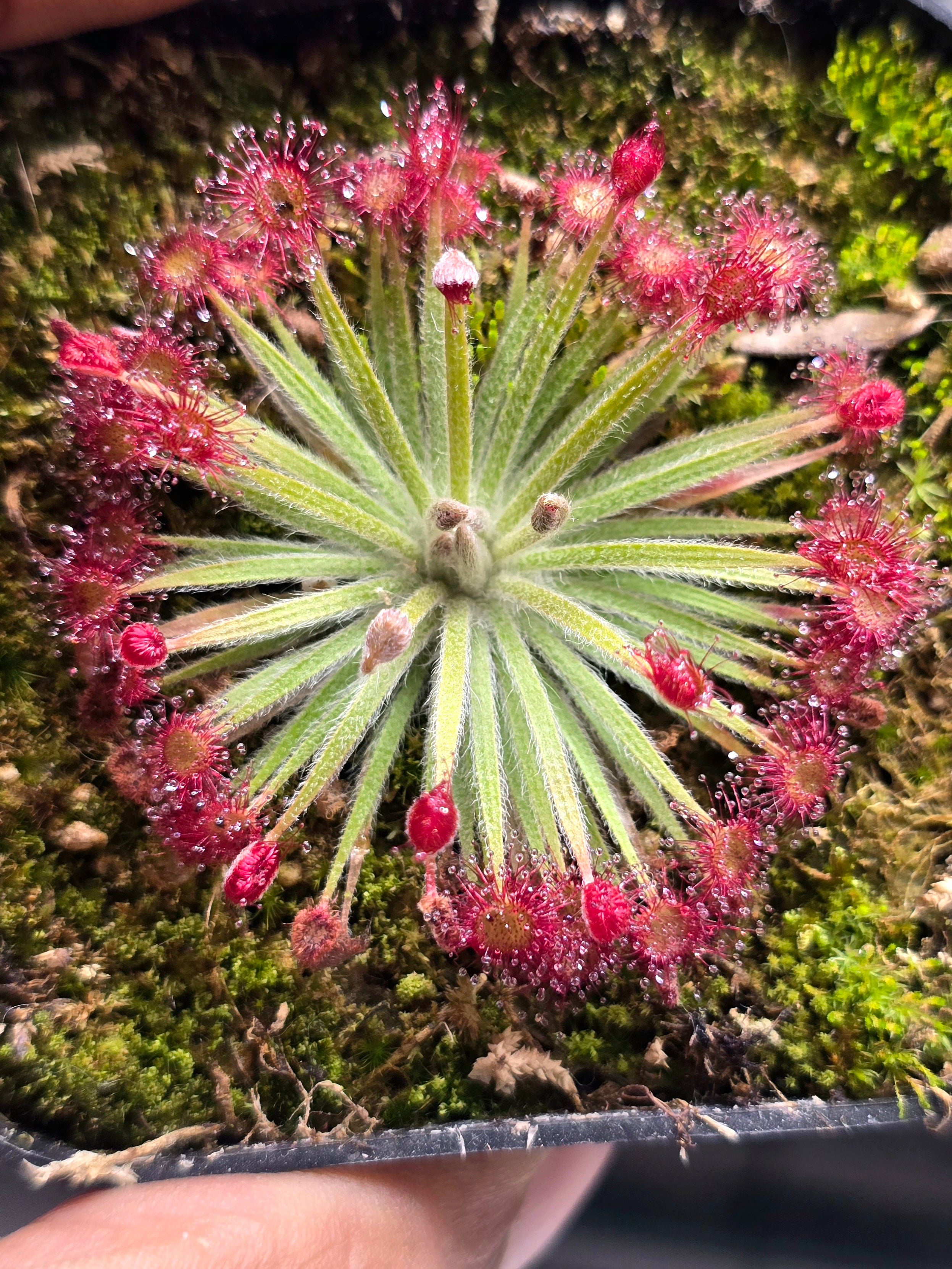 Drosera x peteolaris  complex