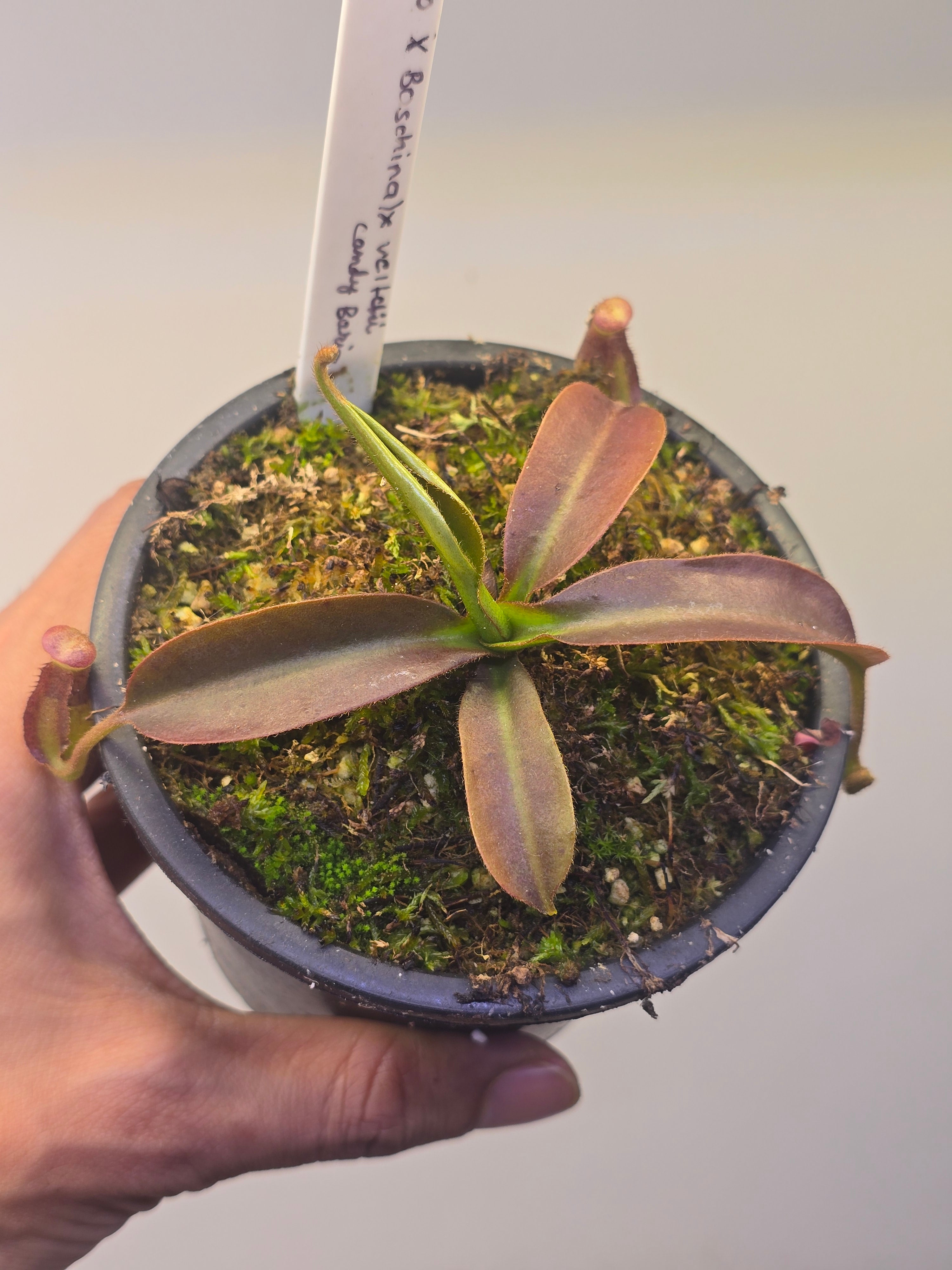 Nepenthes (rokko x boschiana) x vetichii   (male clone)