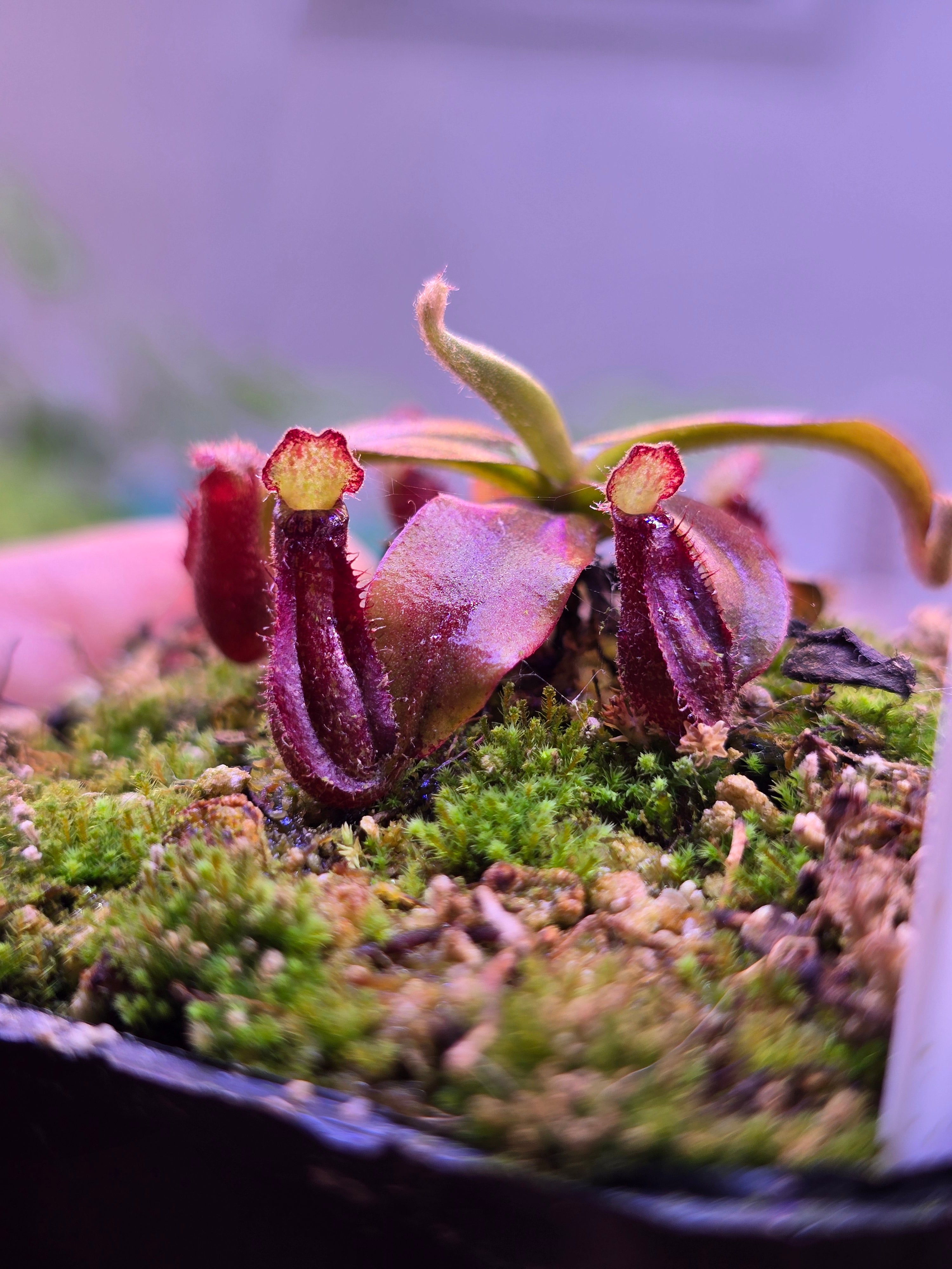 N.(viking x amp BM) x [(rokko x bosch) x veitchii] – The Shaman Valley