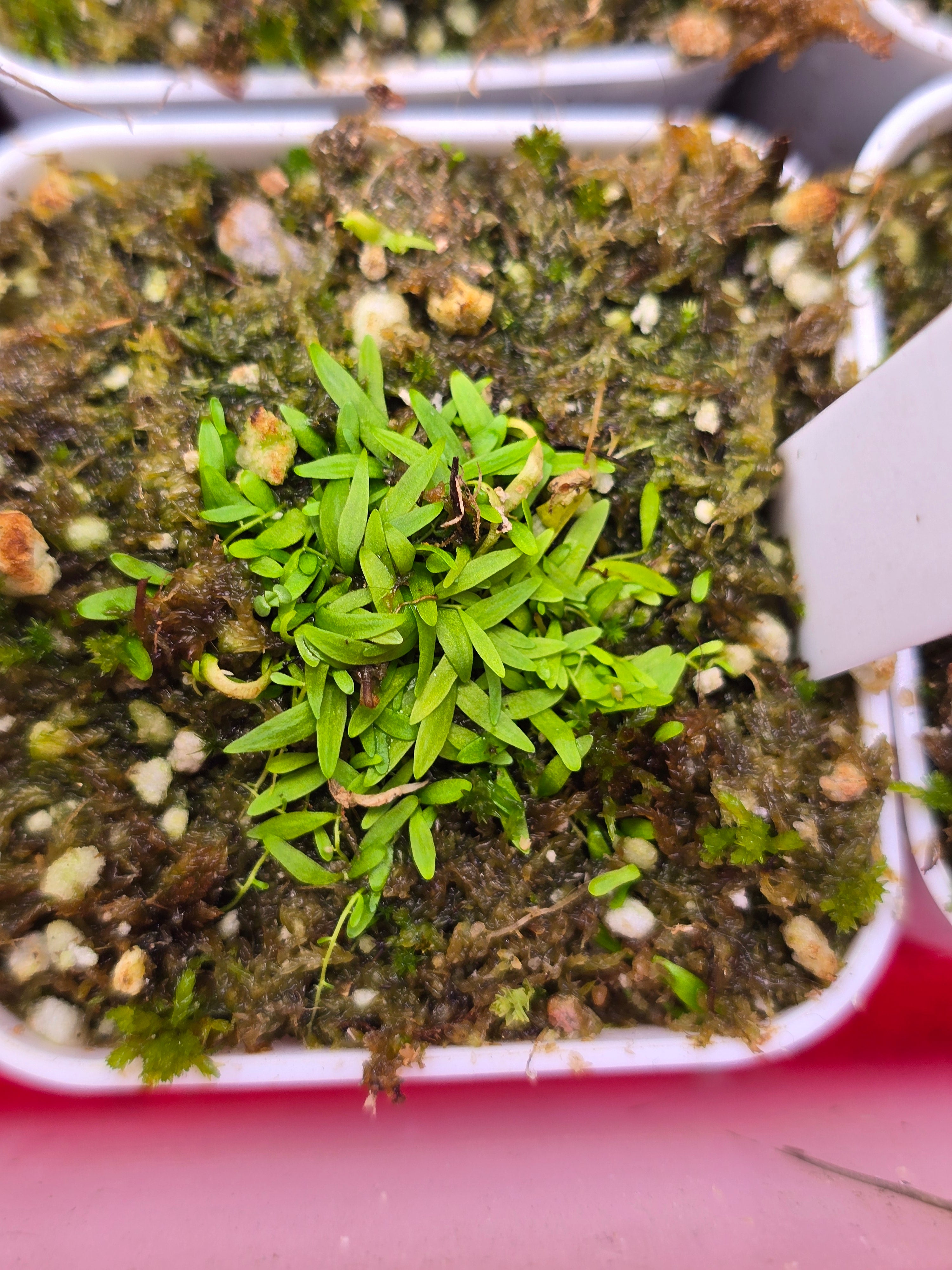 Utricularia malabarica