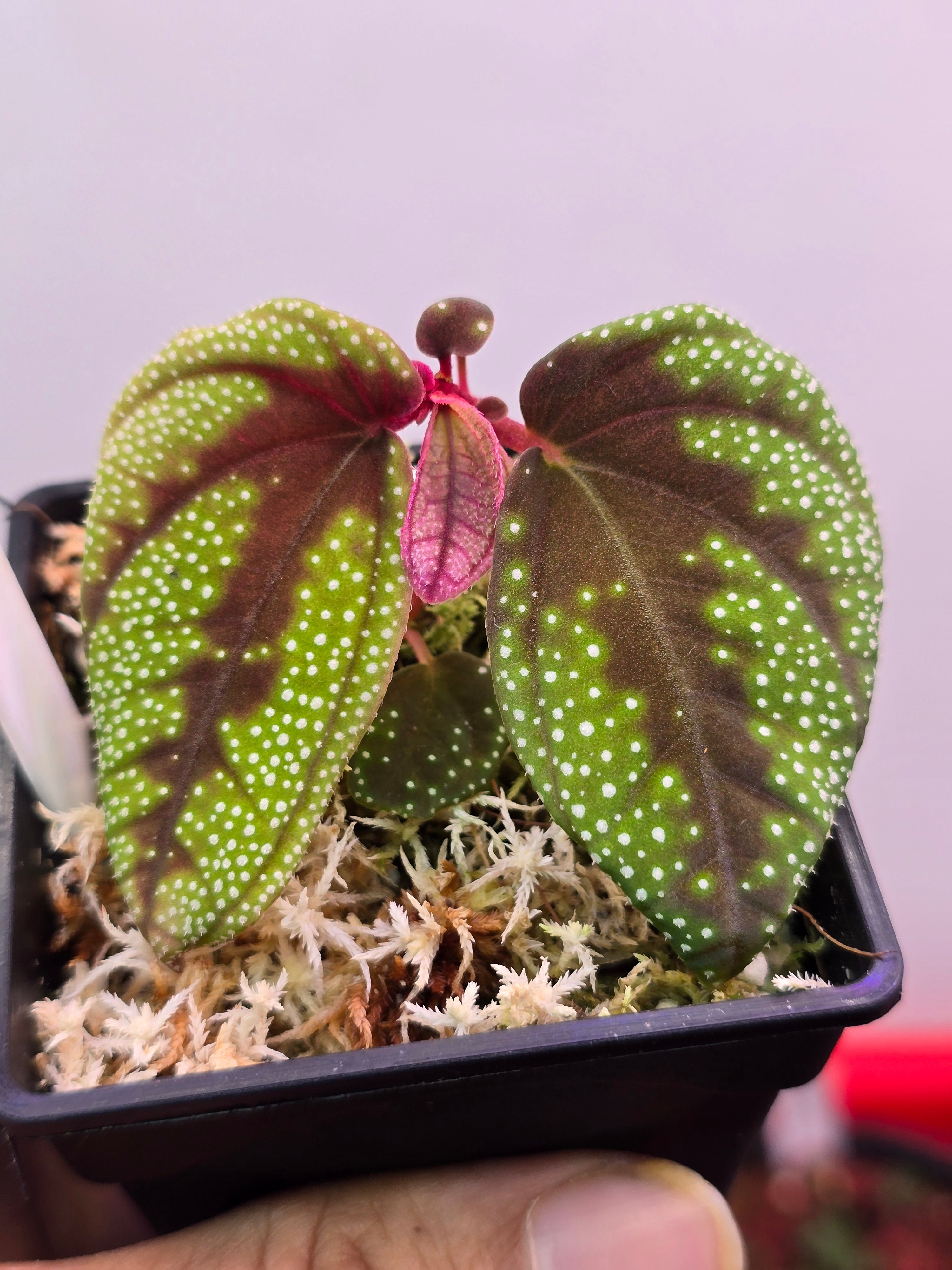 Sonerilla sp Galaxy arms