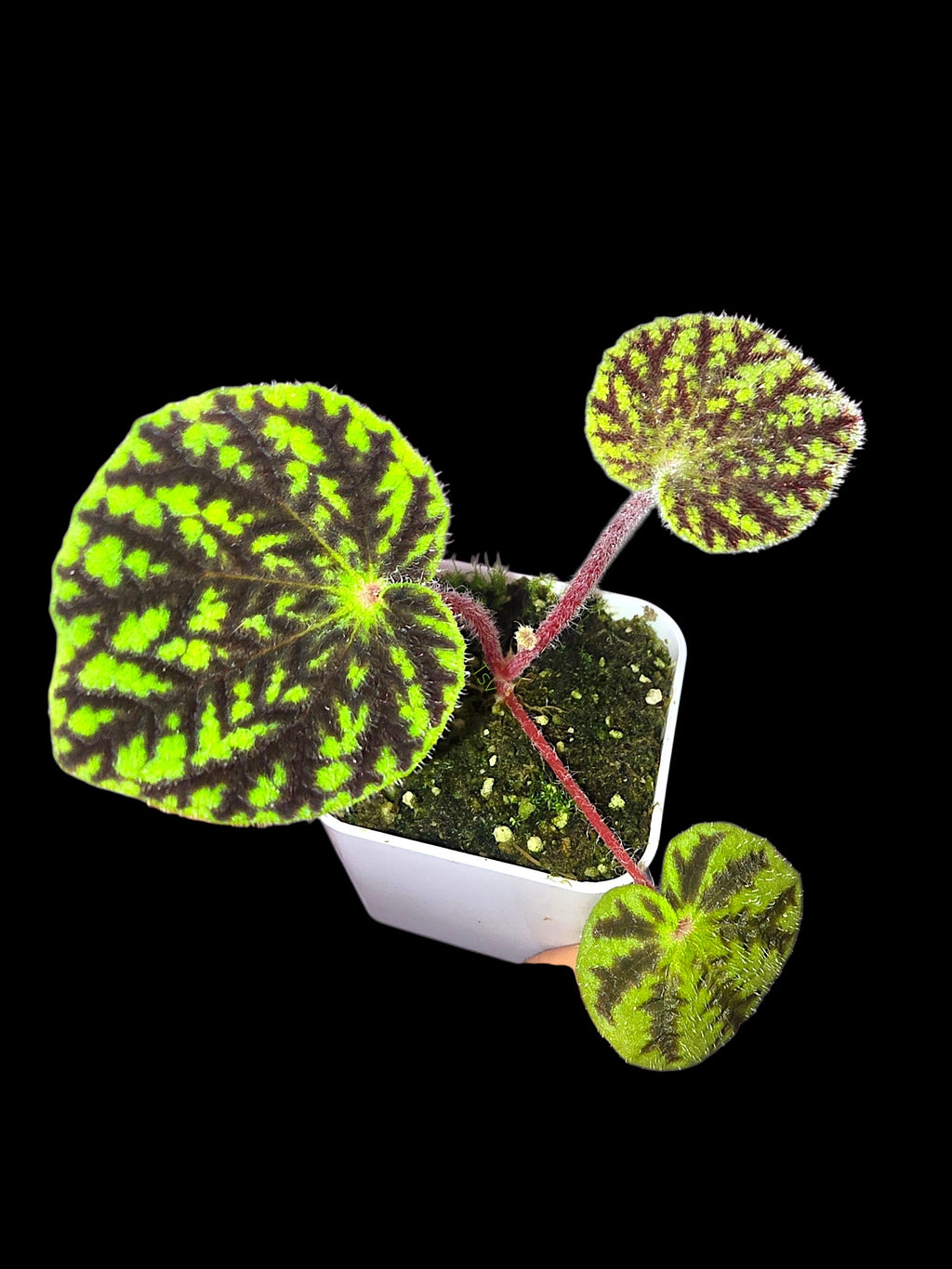 Begonia murina