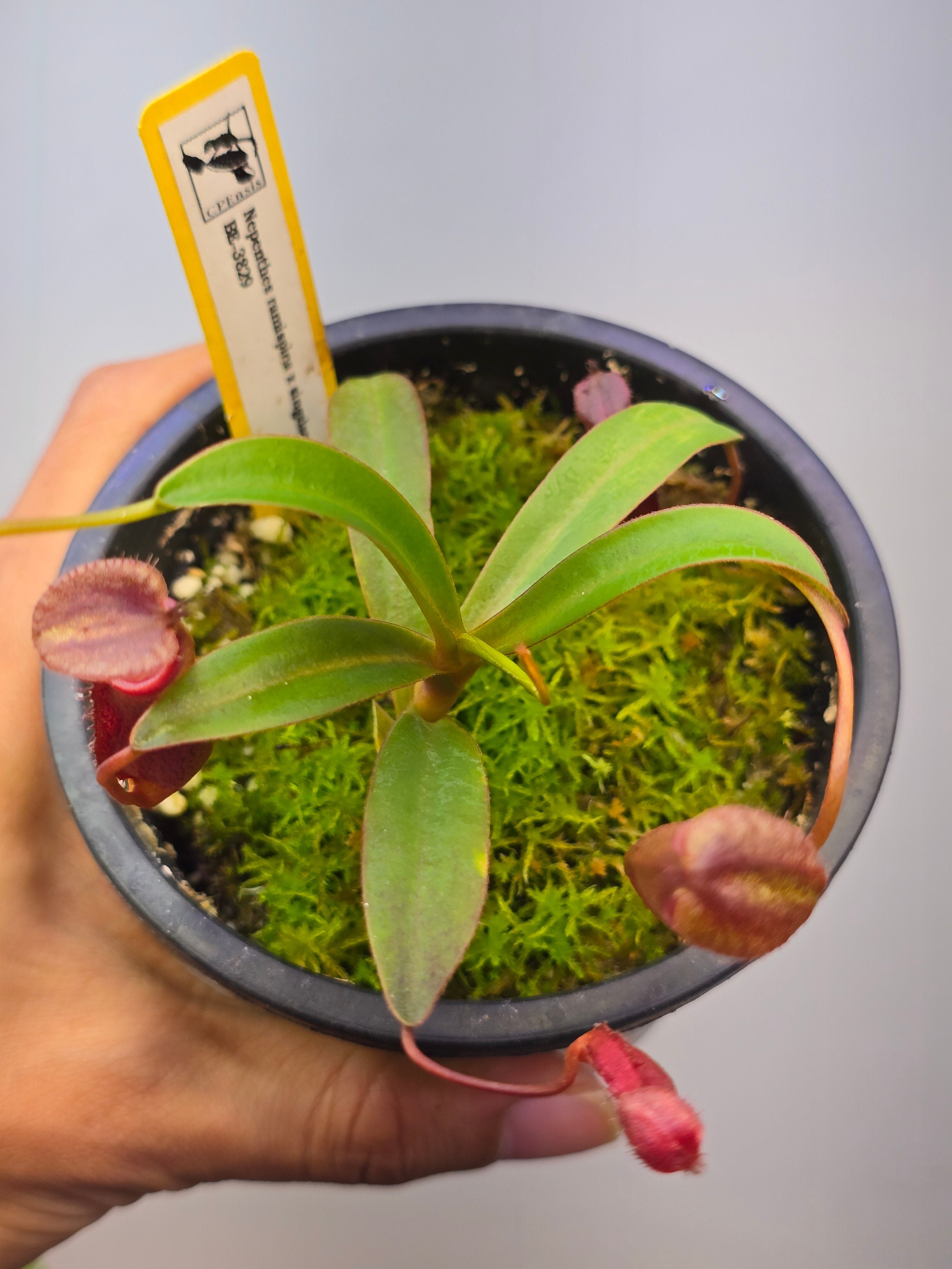 Nepenthes ramispina × singalana BE 3829
