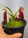 Nepenthes ramispina × singalana BE 3829