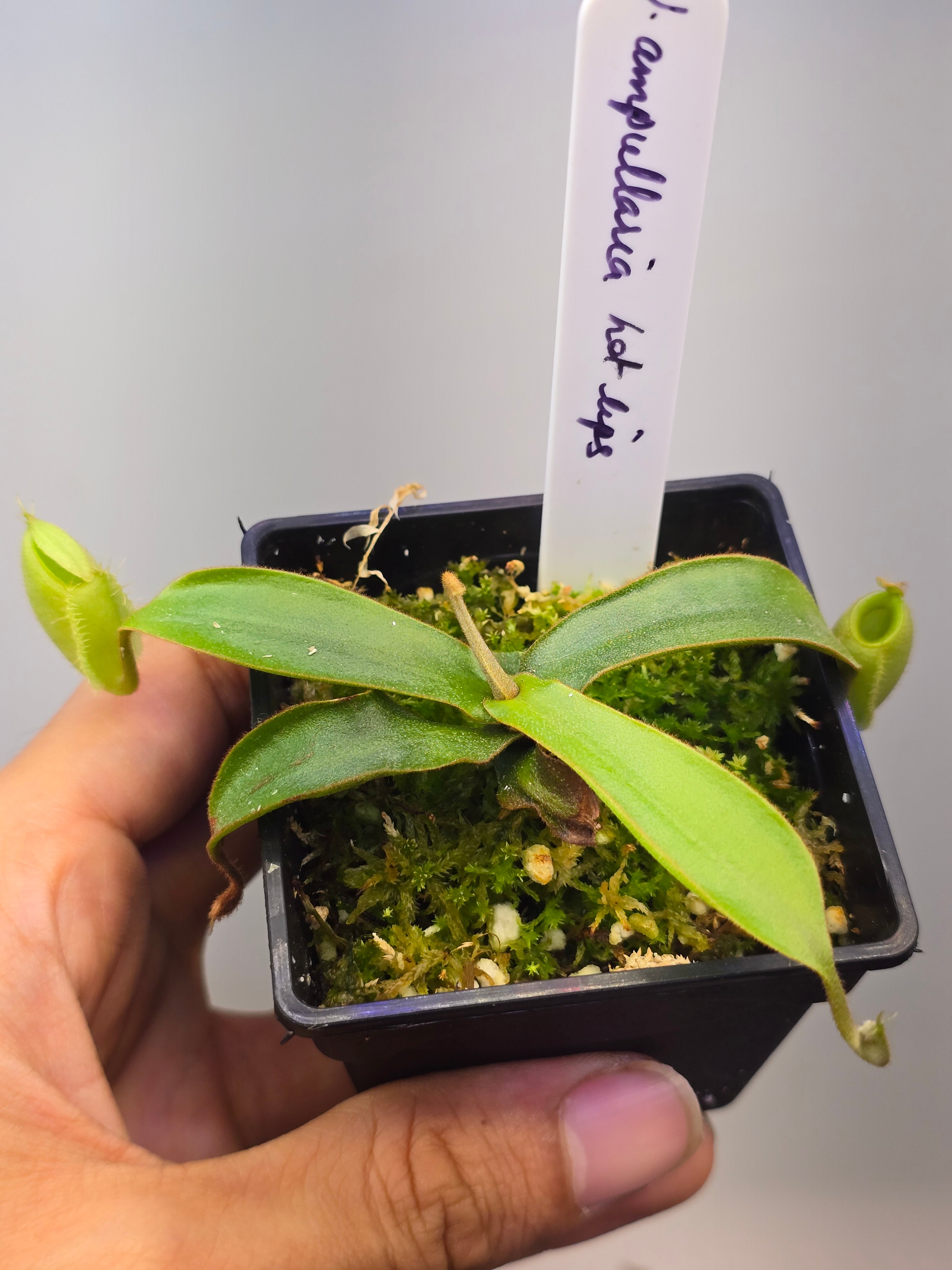 Npenthes ampullaria hot lips