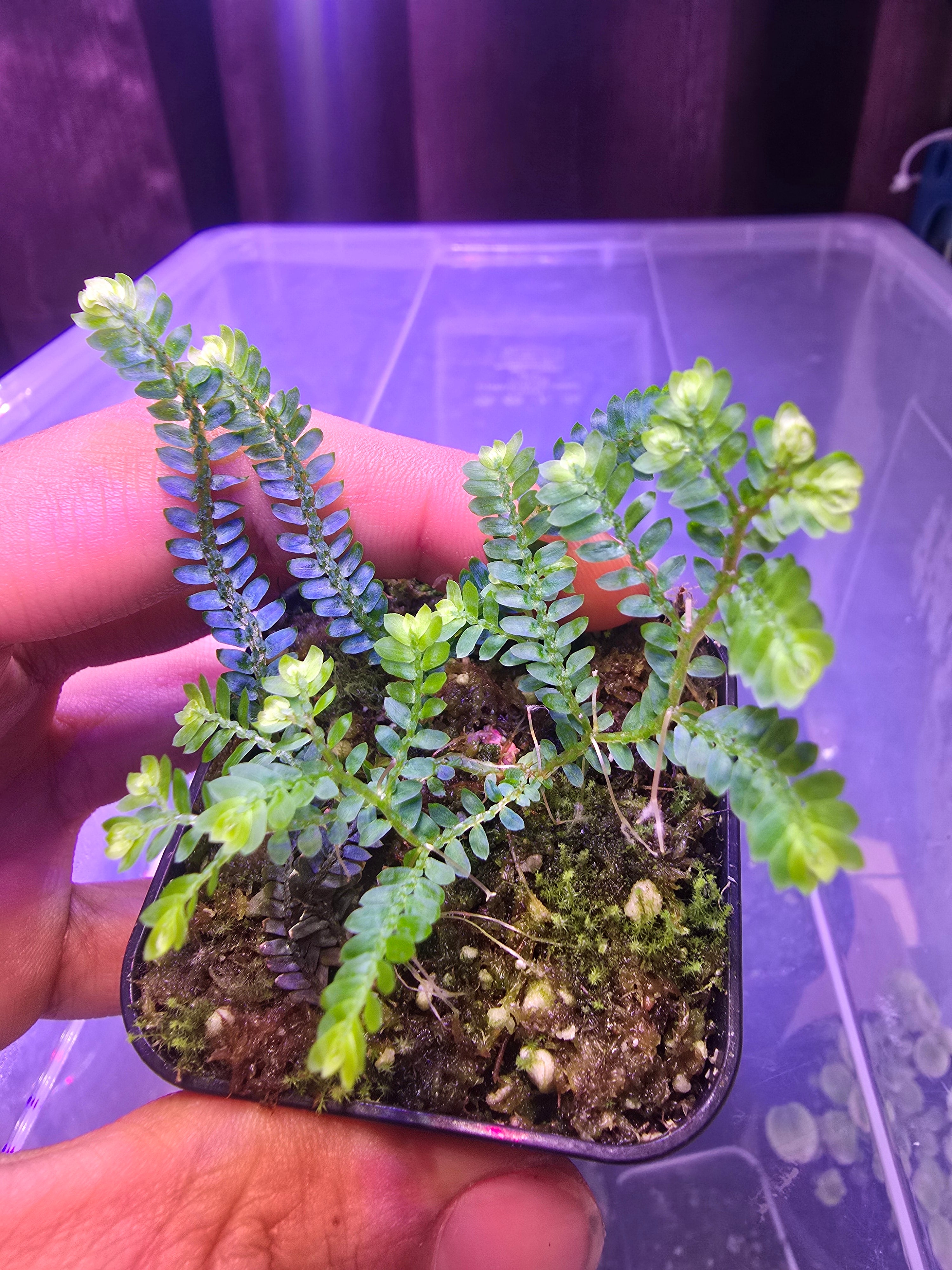 Selaginella siamensis