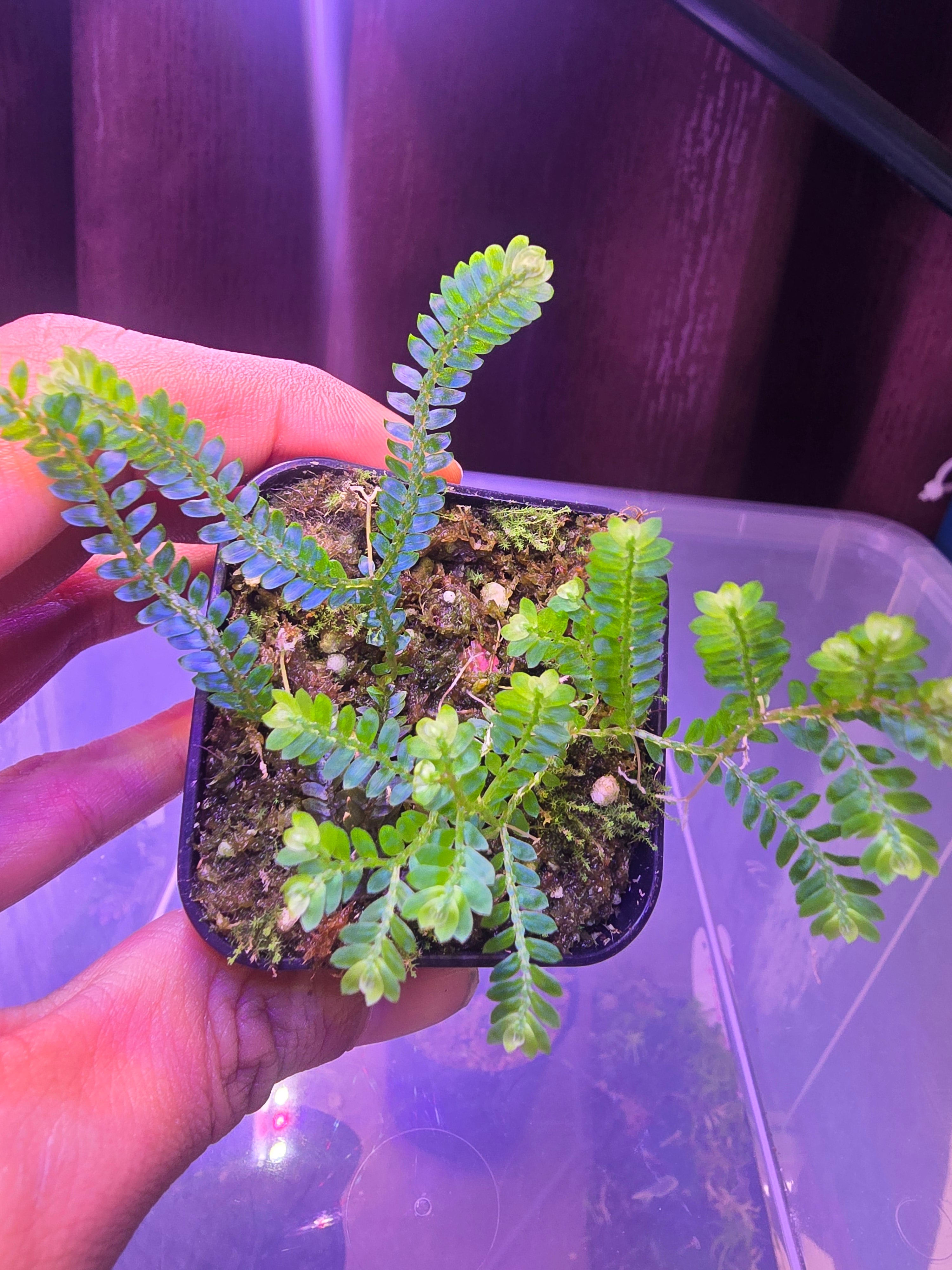 Selaginella siamensis