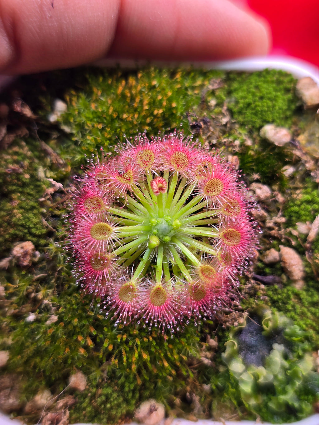 Drosera callistos