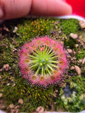 Drosera callistos